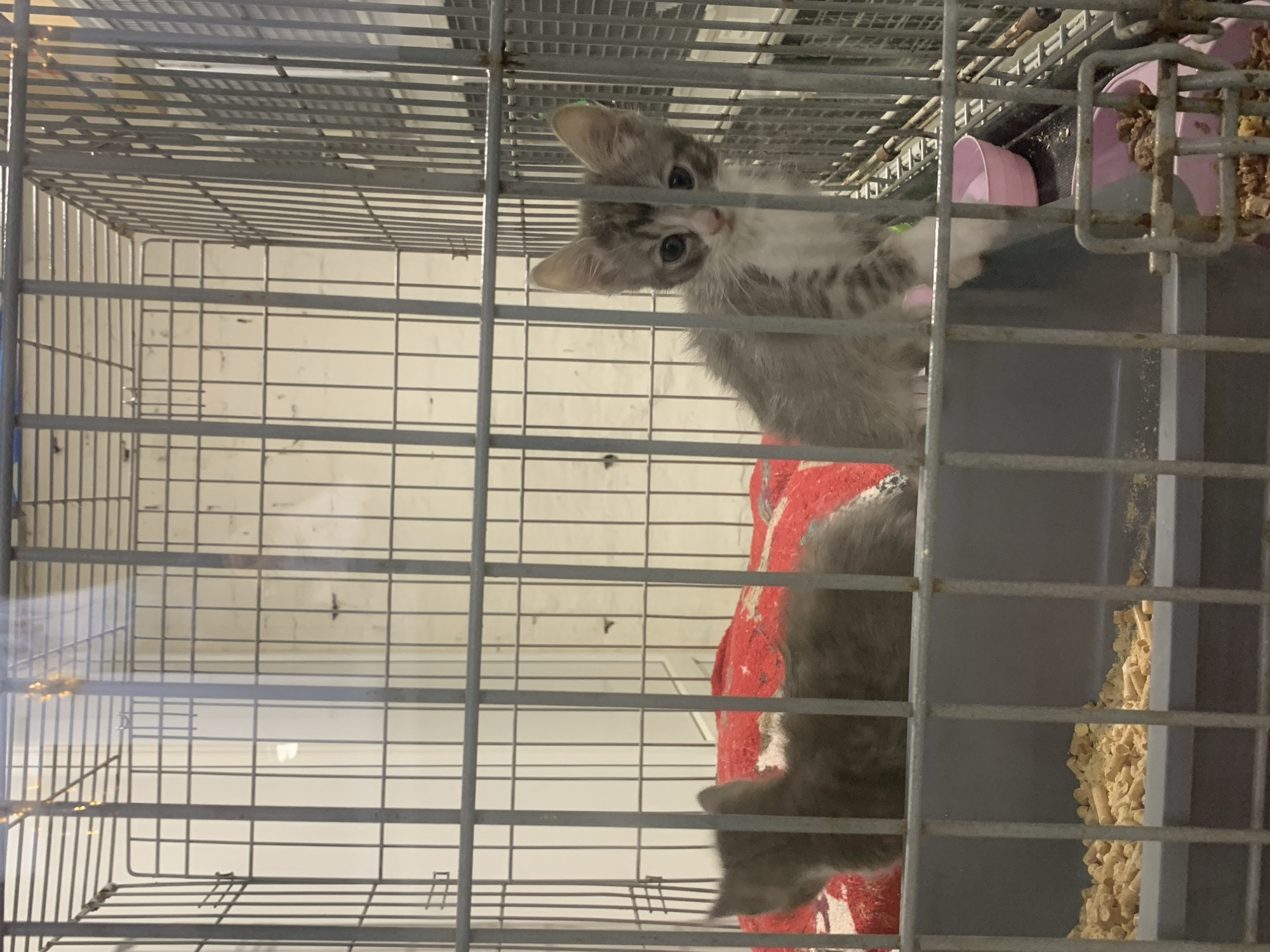 Inside a metal animal cage in Hostomel, Ukraine, two domestic kittens are observed. A predominantly gray kitten rests on a red patterned blanket in the left-center of the cage. To its right, a grey and white tabby kitten stands facing the viewer, looking directly forward with wide eyes, positioned behind the vertical cage bars. Below the resting kitten, a grey litter box contains light-colored wood pellet litter. To the right of the standing kitten, two small pink plastic bowls are present; one is empty, and the other contains a portion of wet pet food. The background consists of a light-colored wall, possibly painted brick or cinder block, with visible textures and some faint dark marks. Reflections from an unseen light source are visible on the upper cage bars.