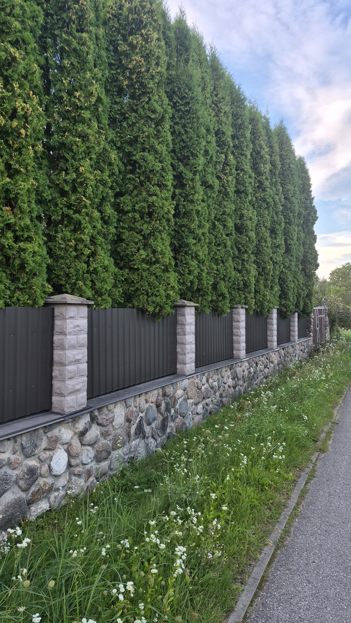 A tall, dense hedge of evergreen trees lines a street in Krauja, Latvia. The hedge is planted behind a fence composed of a corrugated metal paneling and stone-faced pillars. The base of the fence is a low wall constructed of various sized natural stones. A paved pathway runs alongside the grassy area to the right of the fence, which is dotted with small white wildflowers. The sky above is partly cloudy with a soft blue hue. There are no people or animals visible in the image.