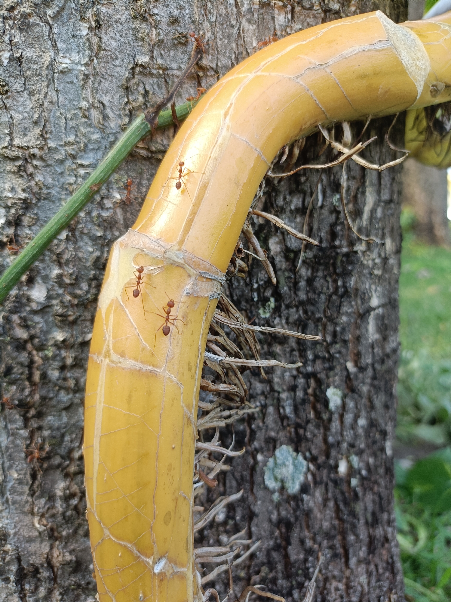 The image depicts a close-up view of a thick, yellow vine, possibly a type of orchid stem, intertwined with a tree trunk. Several small, reddish-brown ants are visible on the vine. One ant is positioned near the top of the vine, and two others are closer together further down. A thin, green stem or vine is also present, running diagonally across the upper left portion of the image, attached to the tree trunk. The tree trunk has a rough, textured bark with patches of lichen. The background is softly blurred, showing hints of green foliage and grass. The lighting suggests an outdoor setting, possibly in a garden or park. The image does not contain any identifiable landmarks or clues to pinpoint its location within Kediri City, Indonesia.