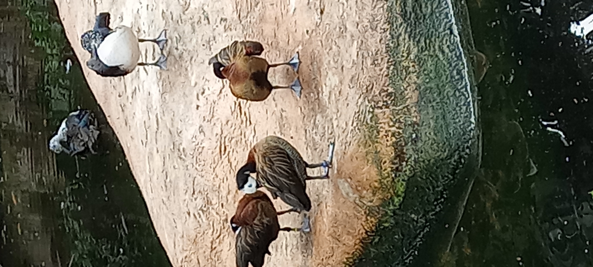 The image shows a group of ducks near a body of water. The ducks are standing and preening on a sandy or rocky surface. One duck in the foreground is particularly detailed, showing its brown and white plumage and a blue band on its leg. In the background, another duck with black and white markings stands on its legs, while a third duck is partially submerged in the water, appearing to be resting or preening. The environment suggests a park or zoo setting, with lush green vegetation bordering the water. The lighting suggests it is daytime. There are no people visible in the image. The image does not provide specific information about its location in Gelsenkirchen, Germany.