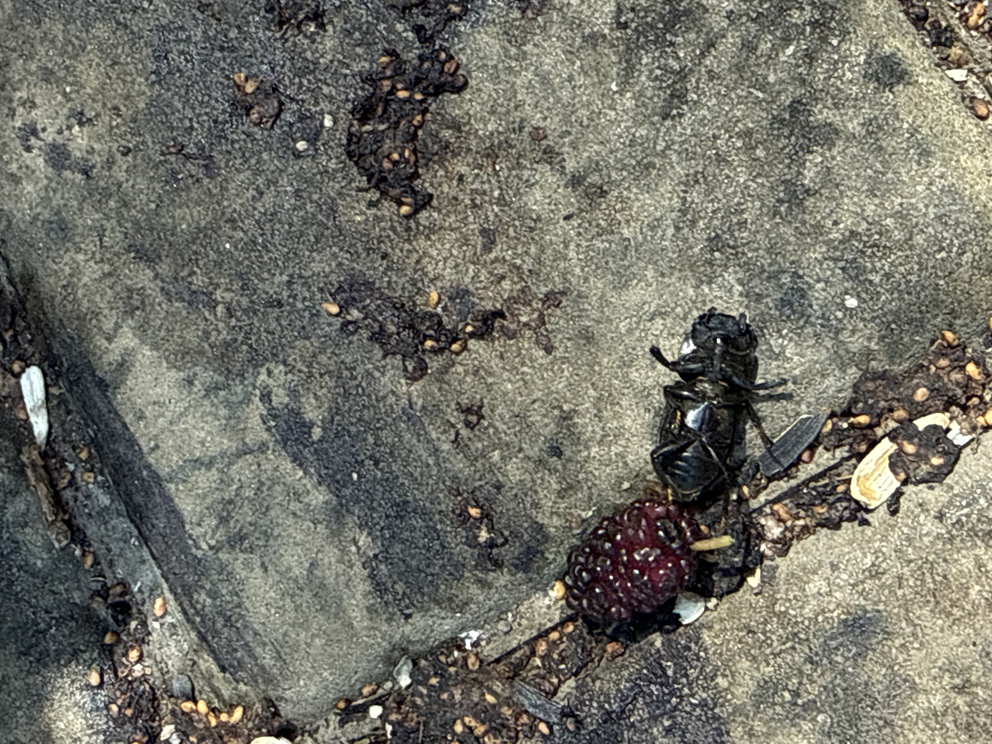 A close-up, overhead shot shows a dark, shiny beetle lying on its back on a rough, grey, stone surface. The beetle has a segmented body and appears to be deceased or incapacitated. Next to the beetle is a dark red, bumpy berry, possibly a mulberry, with some of its seeds visible. Scattered around the beetle and berry are small, brown debris and a few white fragments, which could be shell fragments or small stones. The stone surface has an uneven texture, with some darker, smoother areas and lighter, grainy patches. In the upper left portion of the image, there is a darker patch of debris with small seeds or grains embedded within it. The lighting suggests it is daytime, with the sun casting some shadows, though no specific time of day can be determined. The setting appears to be outdoors, possibly a path or patio, given the stone surface and debris. No people are visible, and no text is present in the image. The scene is static, with no discernable activity taking place.