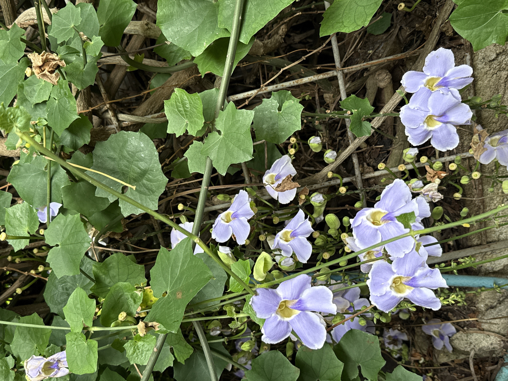 This is a close-up, eye-level, vertical photograph of lavender-colored trumpet-shaped flowers with yellow centers, growing on a vine. The vine has large, green, heart-shaped leaves and thick, woody stems that intertwine with a rustic metal fence. In the background, dried leaves and brown, gnarled branches create a dense, naturalistic setting. Several unopened buds, also green and yellow, are visible among the blooming flowers. The overall impression is one of lush, untamed vegetation, likely in a garden or naturalized area. The location is Ko Samui District, Thailand.