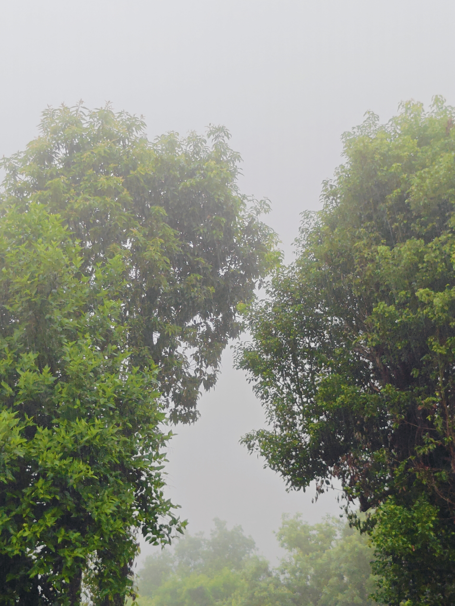 Two large, leafy green trees dominate the foreground of this vertical outdoor image. The tree on the left is full and vibrant with dense foliage. The tree on the right is also full of leaves, but its branches are more spread out. The two trees are positioned such that their canopies almost meet in the center of the frame, creating a V-shaped negative space between them. The background is a hazy, pale gray, suggesting either fog or a very overcast sky. In the distance, further trees are visible, appearing softer and less distinct due to the atmospheric conditions. The scene is rendered in a muted color palette, with the greens of the trees standing out against the desaturated background. There are no people, animals, or man-made objects visible. The overall impression is one of natural tranquility, possibly captured during a misty morning in Pokhara, Nepal, given the lush vegetation and atmospheric conditions typical of the region.