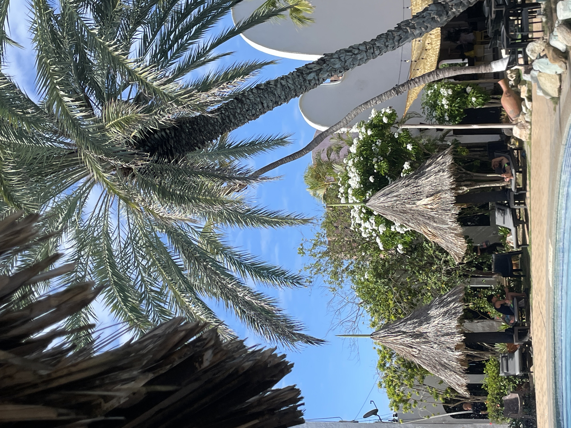 The image depicts an outdoor seating area by a swimming pool, likely a resort or restaurant, under a bright, clear blue sky. Two thatched palapa umbrellas are prominent, providing shade for lounge chairs where several people are relaxing. One person is lying on a lounge chair, appearing to be sunbathing, while another is seated on a chair, possibly reading or using a device. In the background, a large palm tree leans across the frame, its fronds casting shadows. Behind the seating area, a white building with curved architectural elements is visible, along with lush green vegetation and white flowering bushes. Further back, outdoor dining tables and chairs suggest a dining area. The overall atmosphere is tropical and leisurely. The specific location in Porlamar, Venezuela, is not definitively identifiable from the visual information alone, but the setting is consistent with a Caribbean coastal environment.