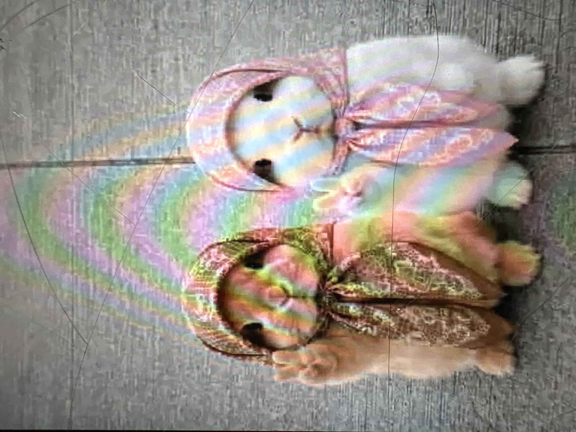 Two rabbits, one light brown and the other white, are positioned side-by-side on a paved surface. Both rabbits are adorned with headscarves that are tied under their chins, featuring a paisley pattern in various colors including pink, orange, green, and yellow. Each rabbit is making a peace sign with one of its front paws. A rainbow-colored light is casting a spectral effect over the scene, creating an ethereal appearance, and there are visible scratches and lines across the image, suggesting a worn or damaged photograph. The background consists of a textured grey surface, possibly asphalt or concrete. The rabbits appear to be the sole subjects in the frame. The location is identified as the village of Kanash Kamzin, within the rural district of Kanash Kamzin, Kazakhstan.
