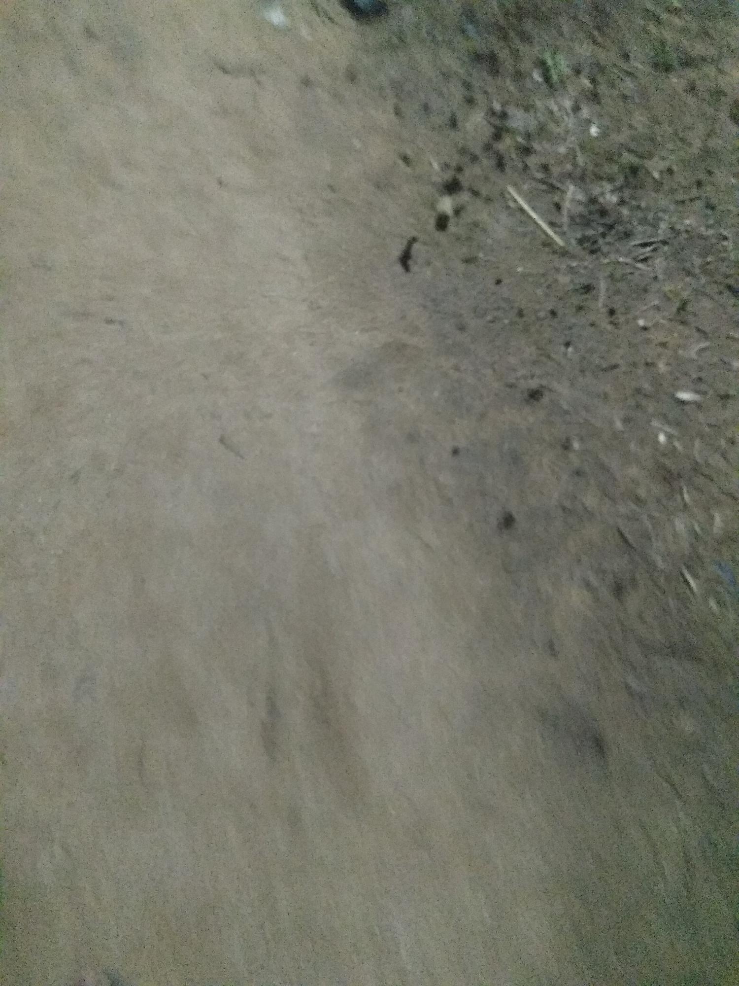 The image shows a close-up of a dirt path with scattered debris, including small dark objects that appear to be animal droppings, and some dry plant matter. The path is uneven, with patches of lighter and darker soil. The upper right portion of the image shows more concentrated debris and vegetation. There are no people or identifiable structures visible. The lighting suggests it could be outdoors during the day, but the overall quality is low, with some blurriness. This scene is consistent with a rural or unpaved area within the city of Jalingo, Nigeria.