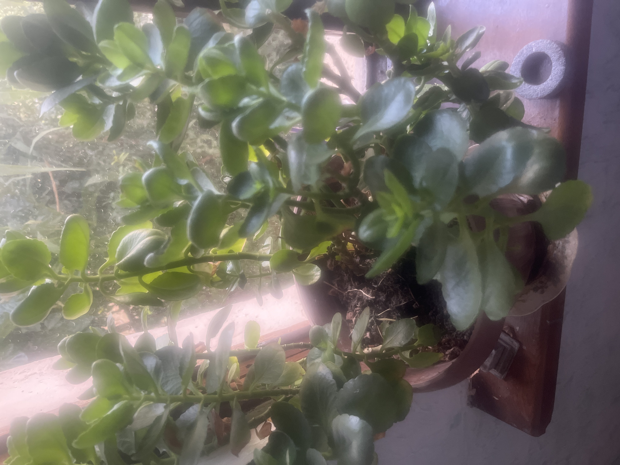 A potted succulent plant, possibly Kalanchoe, sits on a wooden windowsill, likely indoors given the interior setting implied by the windowsill and the presence of a plant pot. The plant has thick, fleshy green leaves and is growing upwards, with multiple stems. The background is blurred and appears to be a window with condensation or water droplets on the glass, suggesting it might be raining or humid outside. Sunlight is filtering through the window, creating a soft, diffused light on the plant. To the right of the pot, on the windowsill, there is a small, grey, ring-shaped object. The windowsill itself appears to be made of wood and shows some signs of wear. The overall impression is of a domestic scene, with the plant being a focal point.
