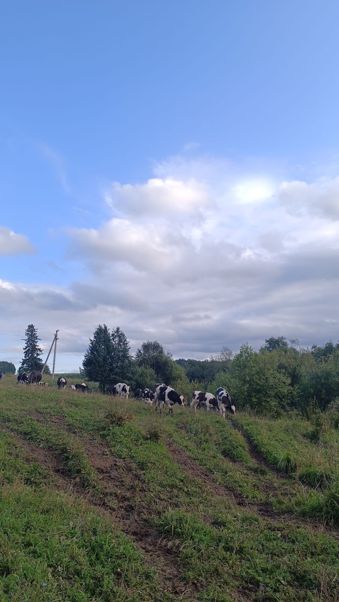 The image depicts a pastoral scene in the city of Karsha, Russia, under a partly cloudy blue sky. A herd of black and white cows grazes on a grassy hillside. The terrain is uneven, with visible tire tracks suggesting vehicle passage. In the background, a line of trees marks the horizon, with a utility pole and wires visible to the left of the frame, indicating proximity to infrastructure. No people are visible in the image. The overall atmosphere is tranquil and rural.