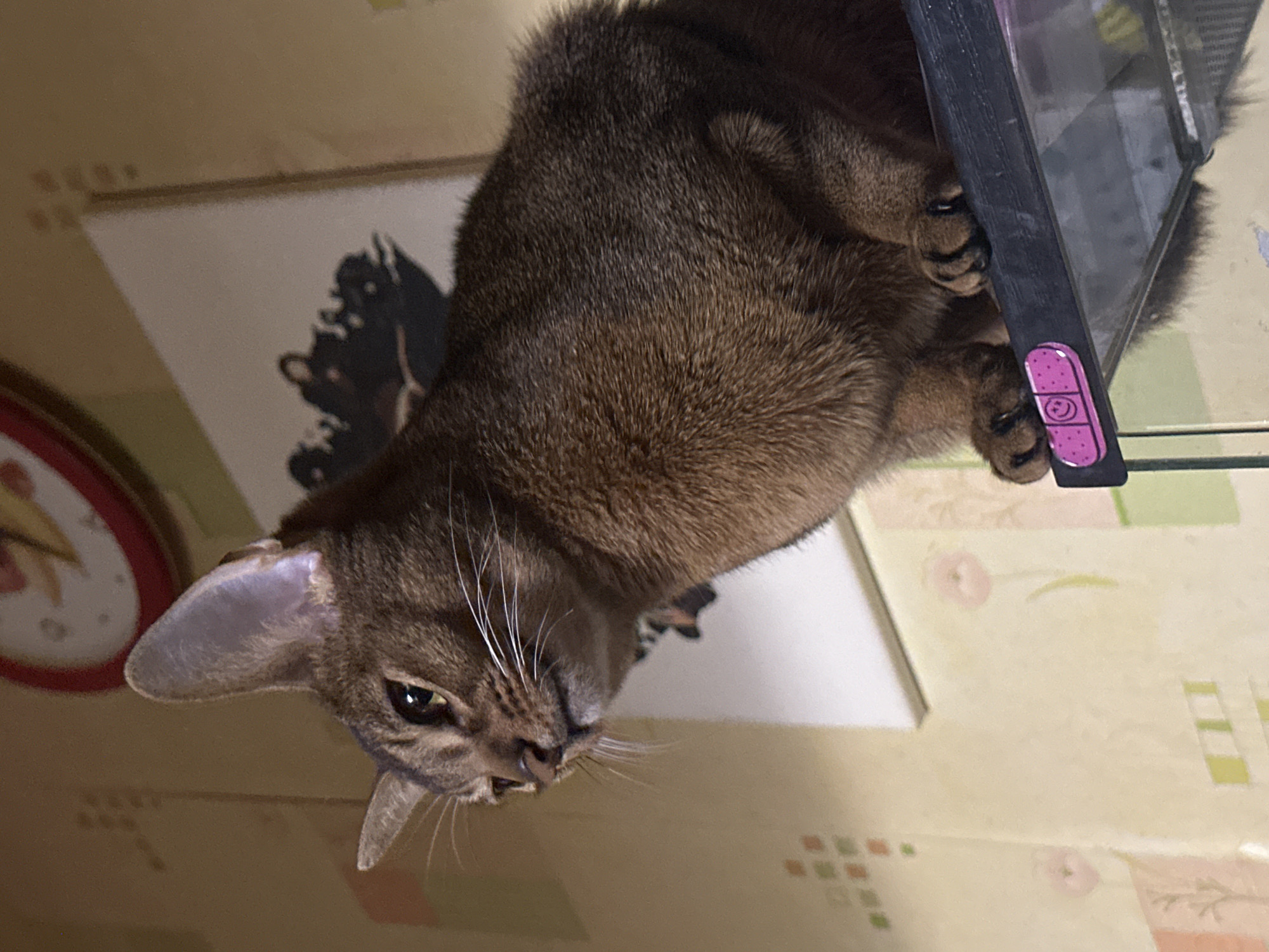 A domestic shorthair cat with ruddy brown fur, a slender face, large ears, and prominent white whiskers rests atop a surface covered with patterned wallpaper featuring light yellow and orange hues. The cat appears to be holding onto a black-framed object with its paws, which are equipped with sharp claws. On the frame, a pink sticker with a smiling face and other symbols is visible. In the background, a framed picture is partially visible, with an abstract black shape against a white background. Additionally, a red and white clock is present in the periphery. There is no indication or evidence in the image to suggest this scene is specifically in Moscow, Russia.