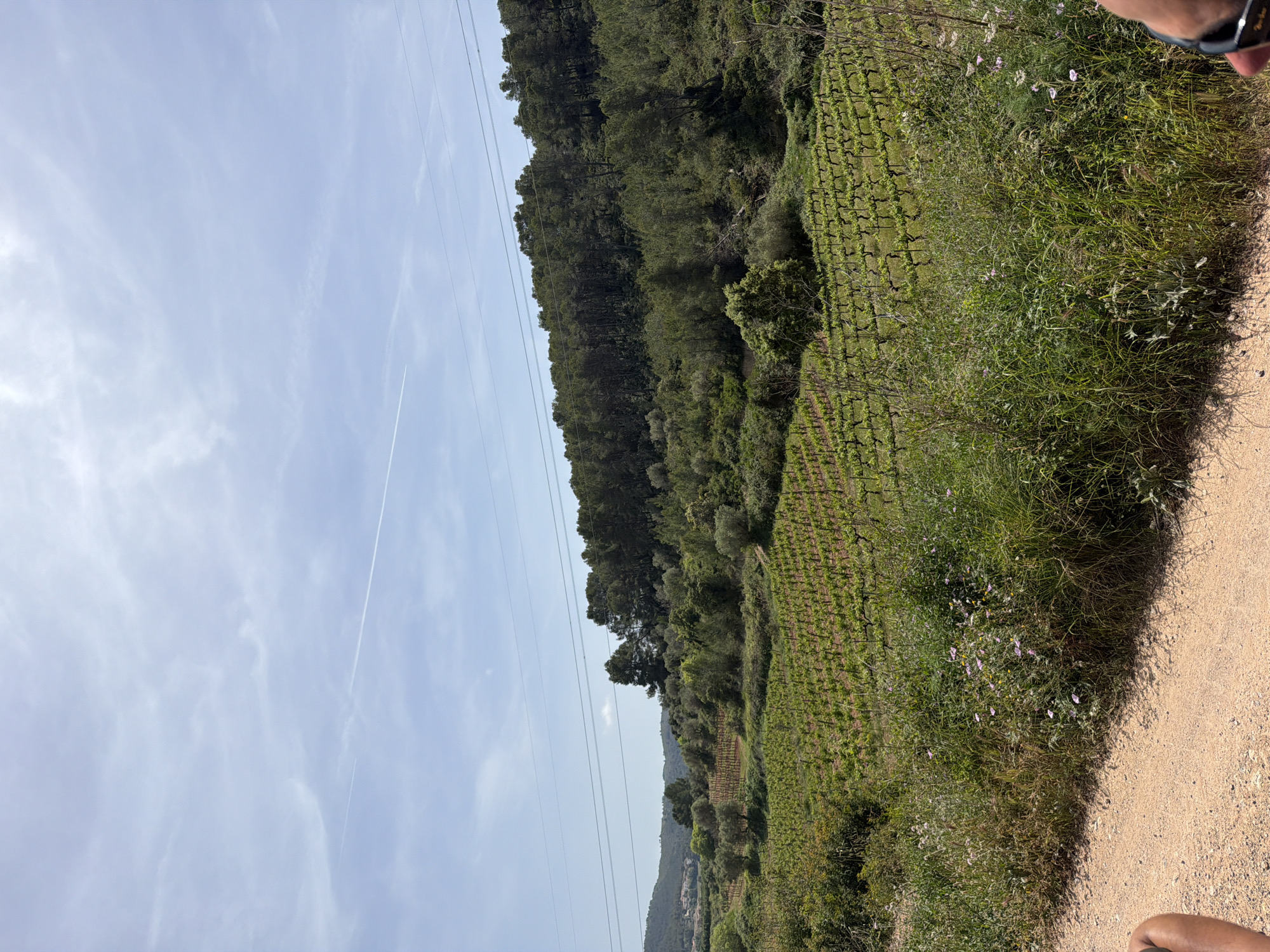 The image presents a vineyard scene in Bonastre, Spain. The view is oriented toward a vineyard on a hillside, with orderly rows of grapevines extending uphill toward a dense forest. To the left, the sky is visible with faint contrails and power lines extending across the frame. The immediate foreground features a sandy path and a mix of wildflowers and grasses, blurring the distinction between the path and the vineyard's edge. An accessory like sunglasses and a person's skin appear in the upper right corner of the photo, indicating the observer's perspective. The overall setting is rural, showcasing agricultural land and natural woodland in the Spanish countryside.