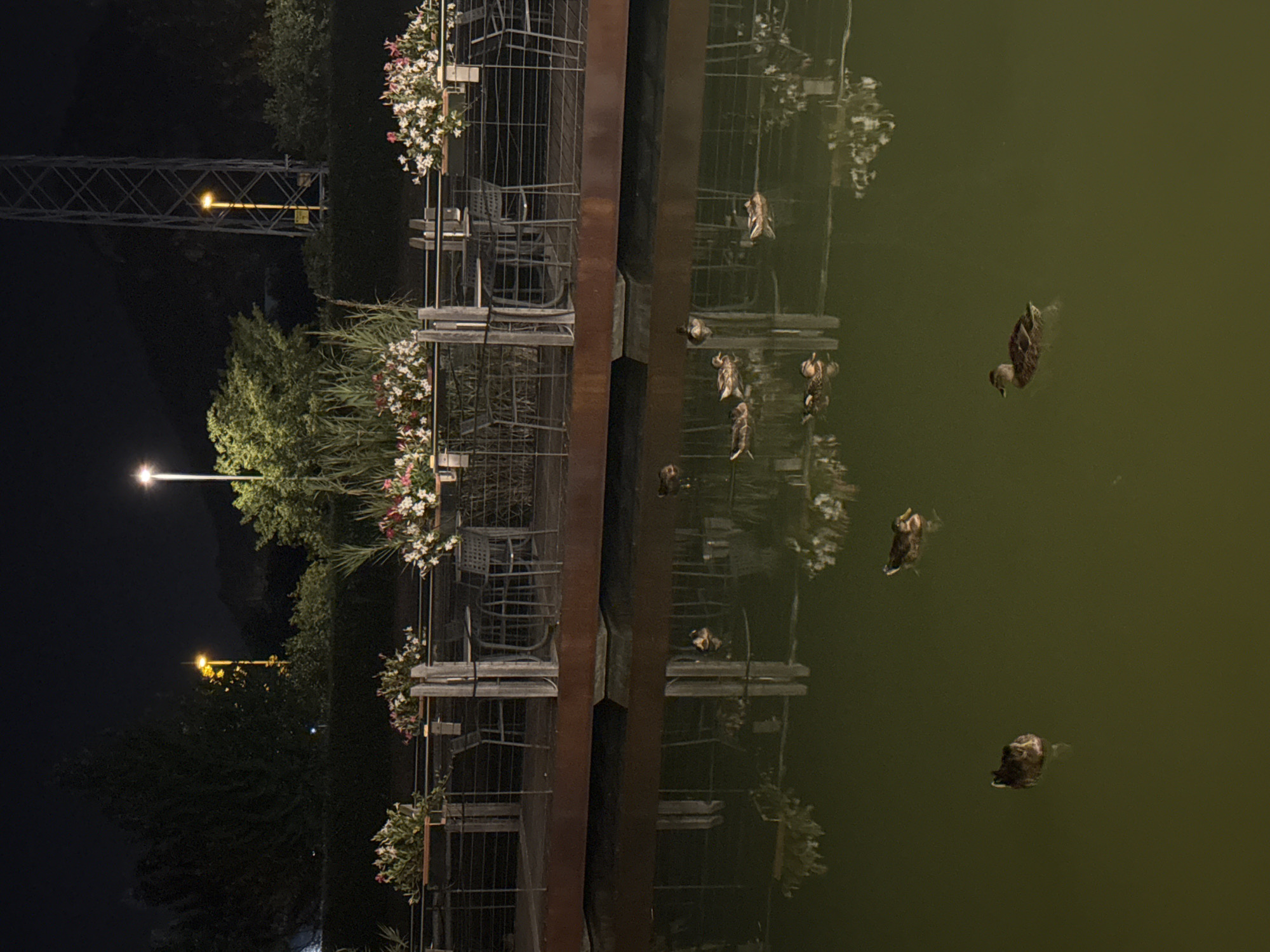At night, a reflective pond stretches across the foreground, mirroring an elevated wooden deck above. The deck features an arrangement of outdoor seating, including tables and chairs, partially obscured by planters overflowing with white and pink flowers. Behind the deck, a dark landscape with trees and bushes is visible, punctuated by distant streetlights and a tall lattice tower. Several ducks are present in the pond, some swimming near the surface and others partially submerged. The scene captures a tranquil, outdoor setting, likely a park or restaurant area, in Trento, Italy, under artificial illumination and the night sky.