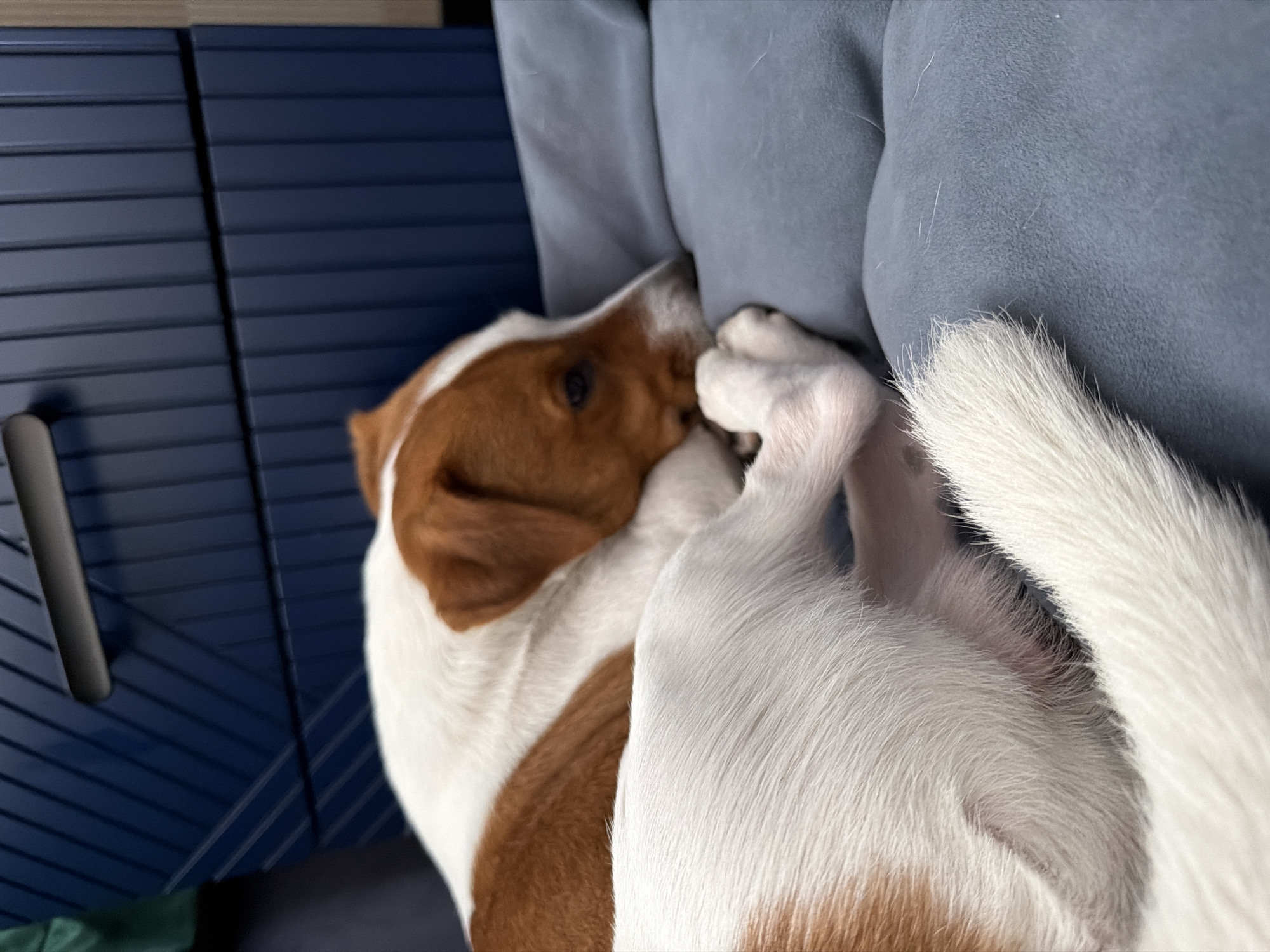 A Jack Russell Terrier dog with white and tan markings is sleeping on a blue cushion. The dog is curled up with its head resting on its paws. In the background, a dark blue ribbed surface is visible, possibly a piece of furniture. The image appears to be taken indoors, in a domestic setting. There is no indication of the specific location within Moscow, Russia.