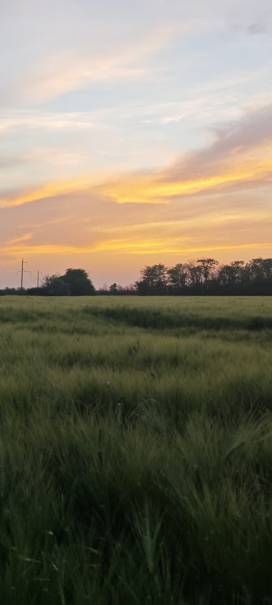 The image shows a field of green grass under a colorful sky at sunset. The sky transitions from light blue to orange and yellow hues. In the background, a line of trees is visible on the horizon. There are also power lines present. The grass appears to be moving slightly, suggesting a light breeze.
While I don't have enough information about this specific location and scene to establish its location in the city of Beysug, Russia.
