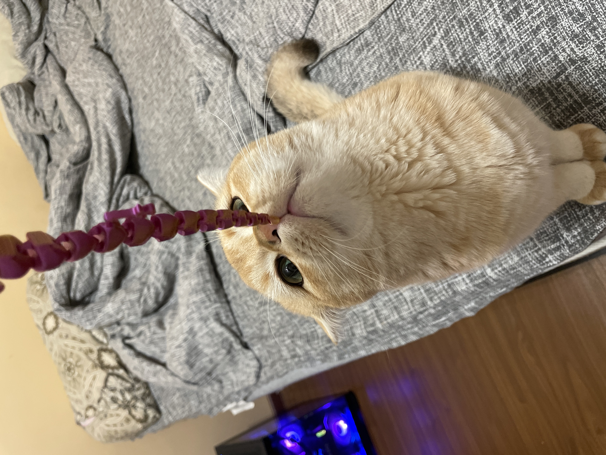 An orange tabby cat with green eyes is playing with a pink beaded toy, which it is holding with its nose. The cat is sitting on a gray blanket on a bed. In the background, there is a computer tower with blue lights and a wooden floor. The scene is indoors, and the lighting is dim. There is no information available to determine the specific location within the city of Novokuznetsk, Russia.
