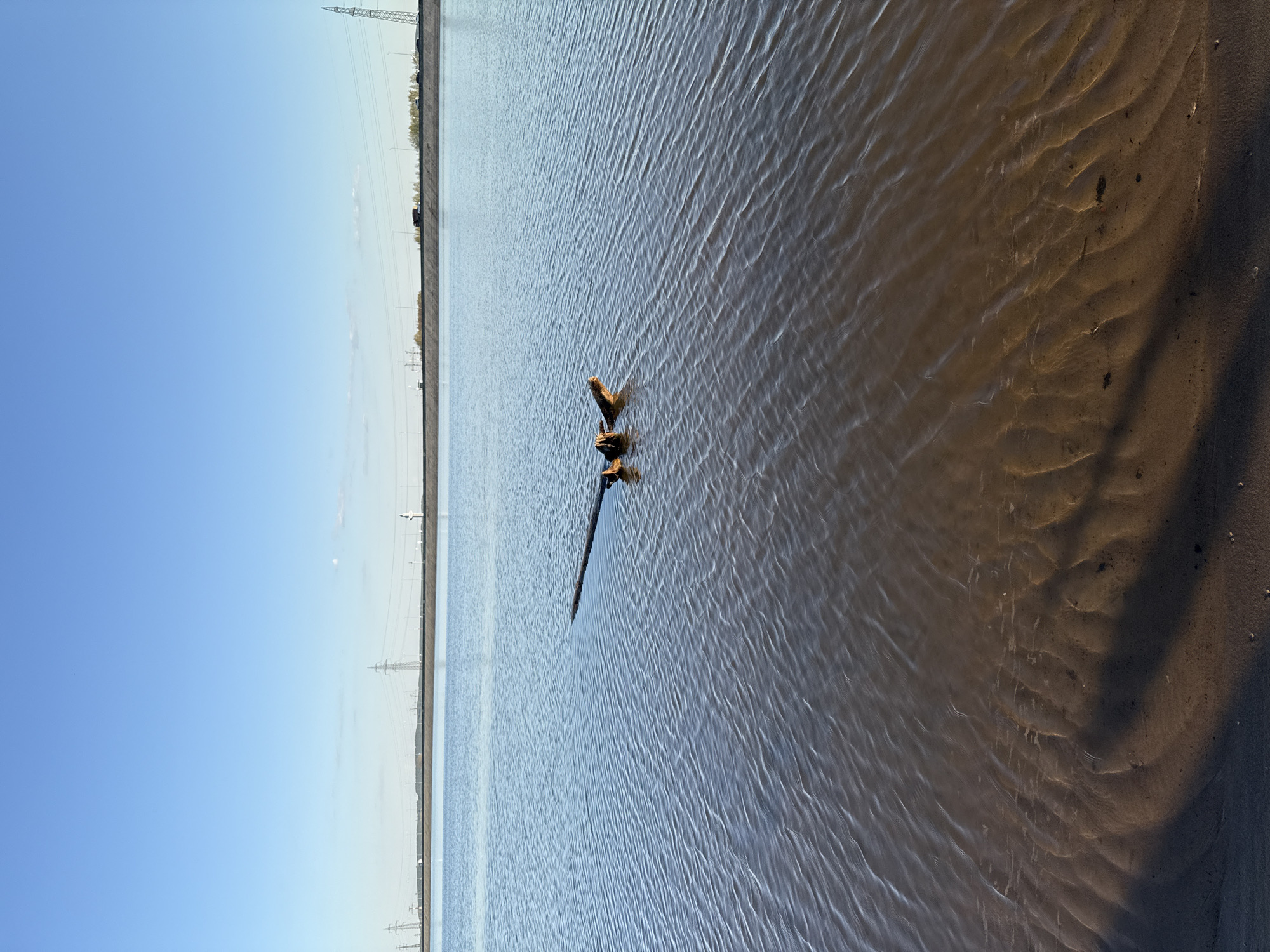 The image depicts a body of water in Noviy, Russia, possibly a lake or wide river. The sky is clear blue. In the distance, a line of utility towers stretches along the shoreline. A piece of driftwood is visible protruding from the water near the center of the frame. The water is shallow in places, revealing the sandy bottom with ripple patterns.