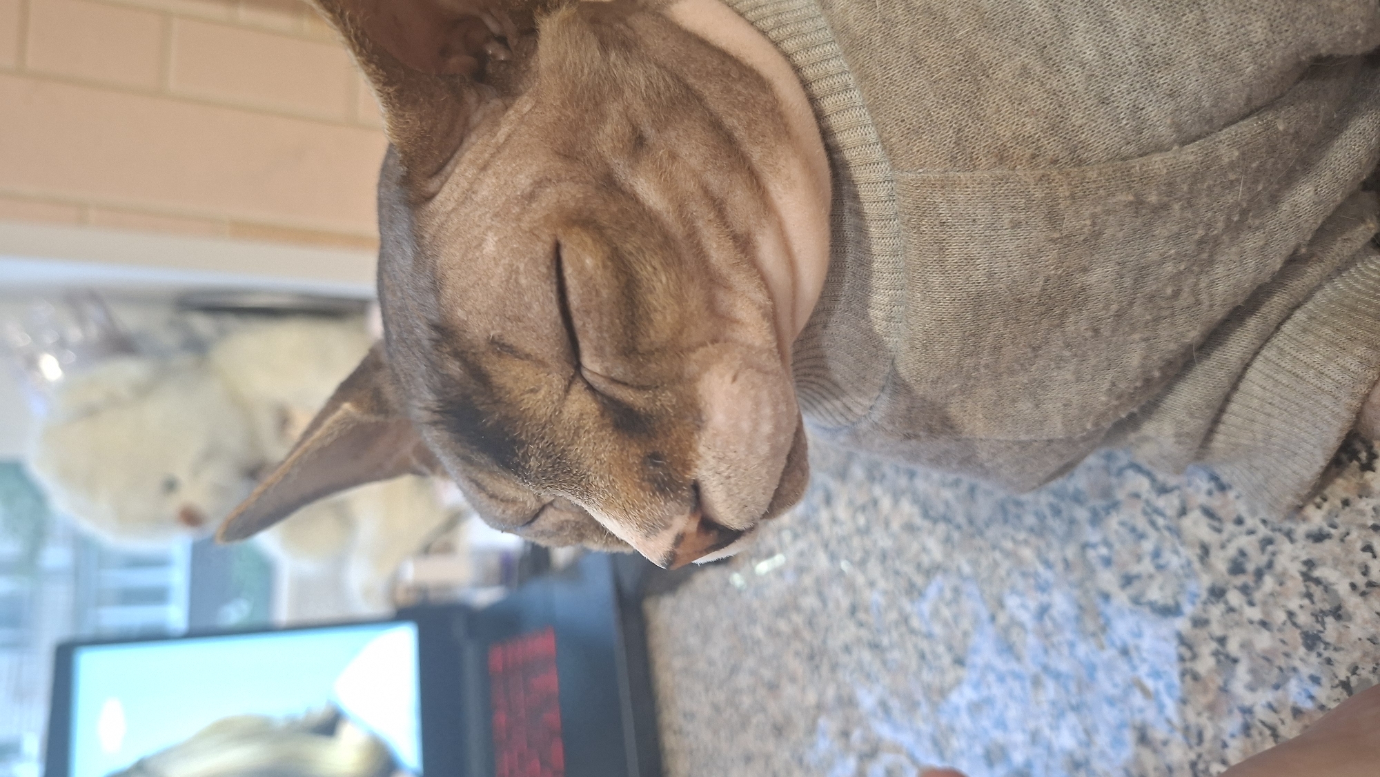 This is a medium shot, eye-level, indoor photograph of a hairless cat wearing a gray sweater. The cat is light brown with darker brown markings on its head and face. Its eyes are closed, and its head is tilted slightly to its left. The cat is positioned on a speckled gray countertop. In the background, a laptop with a blue screen and red keyboard is visible to the left. Behind the cat and slightly to the left, a blurred white teddy bear is seated. The background on the right is out of focus and appears to be a wall with light pink square tiles. The lighting is soft and natural, possibly from a window. The photograph was taken in a domestic setting. The location in the city of Myadzyel, Belarus, is not discernible from the visual information provided in the image.
