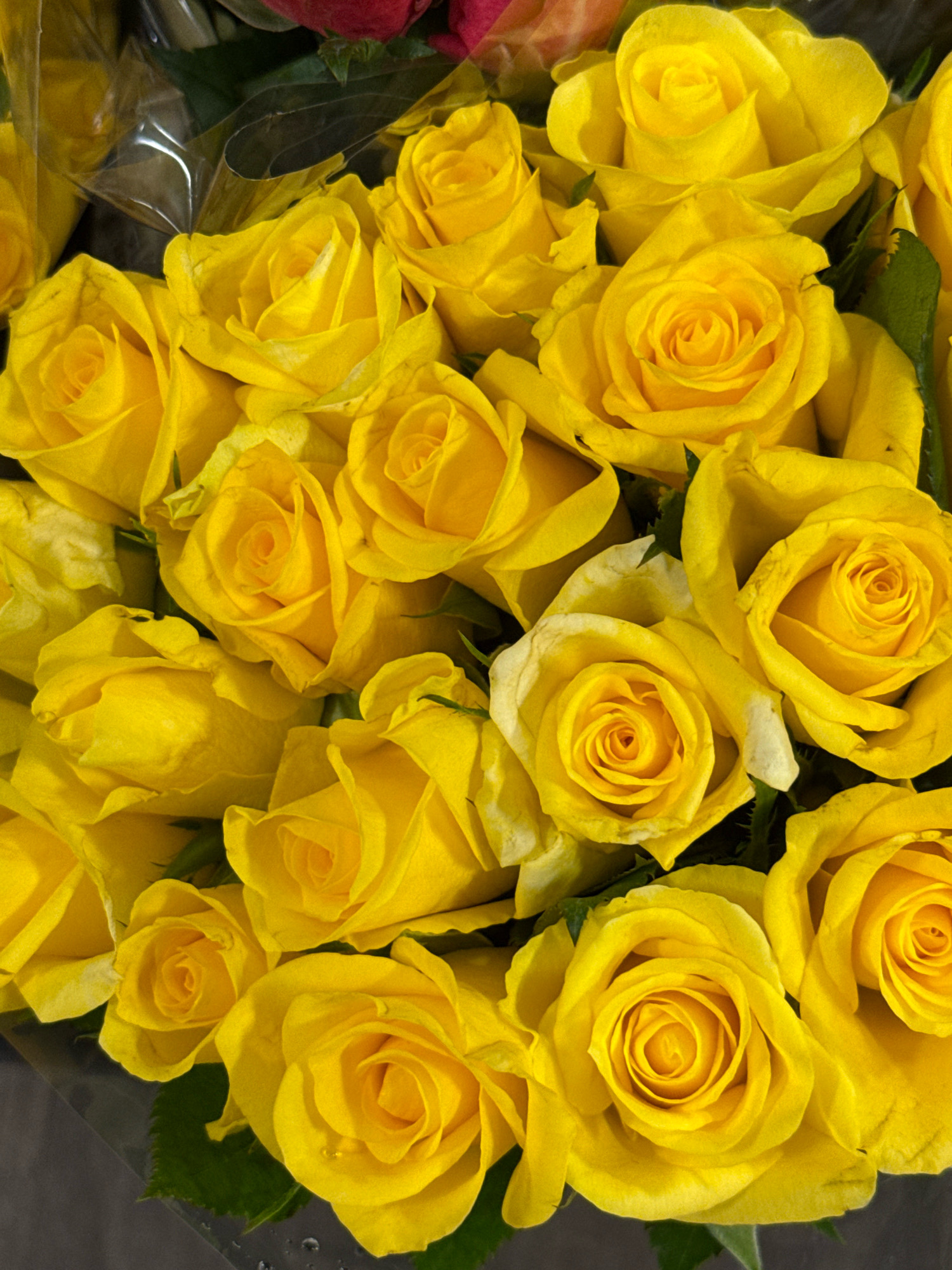 A close-up, overhead view captures a bouquet of vibrant yellow roses. The roses are tightly packed, showcasing their layered petals and tightly furled centers. The lighting is bright, creating subtle highlights and shadows that emphasize the texture of the petals. The background is largely obscured by the flowers, but hints of darker foliage and clear plastic wrapping can be seen. The overall impression is one of abundant floral beauty. The image does not contain any information about a specific location in Bad Lauterberg im Harz, Germany, nor does it depict any people, actions, or interactions.