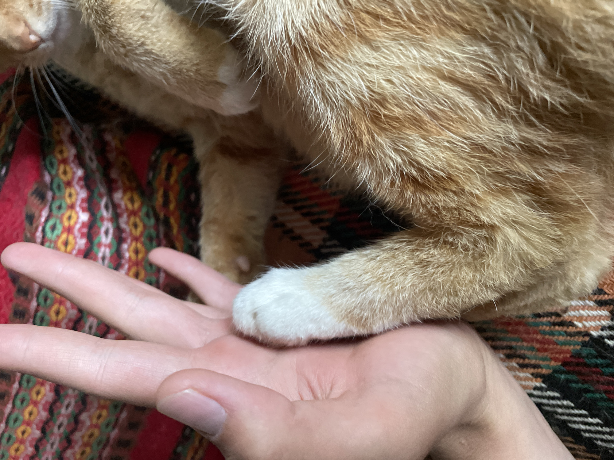 The image presents an overhead close-up of a human hand interacting with a cat's paw, set in Zlatograd, Bulgaria. A light-skinned human's left hand occupies the left foreground, oriented with the palm facing upward. An orange tabby cat's left front paw, featuring white fur on its upper section, rests gently within the human's palm. The cat's body, covered in varying shades of orange and cream fur, extends to the right. A portion of the cat's face, including its nose and white whiskers, is visible in the upper right quadrant. Both subjects are situated on a multi-colored textile, characterized by a repeating geometric pattern of red, green, yellow, black, and white threads.