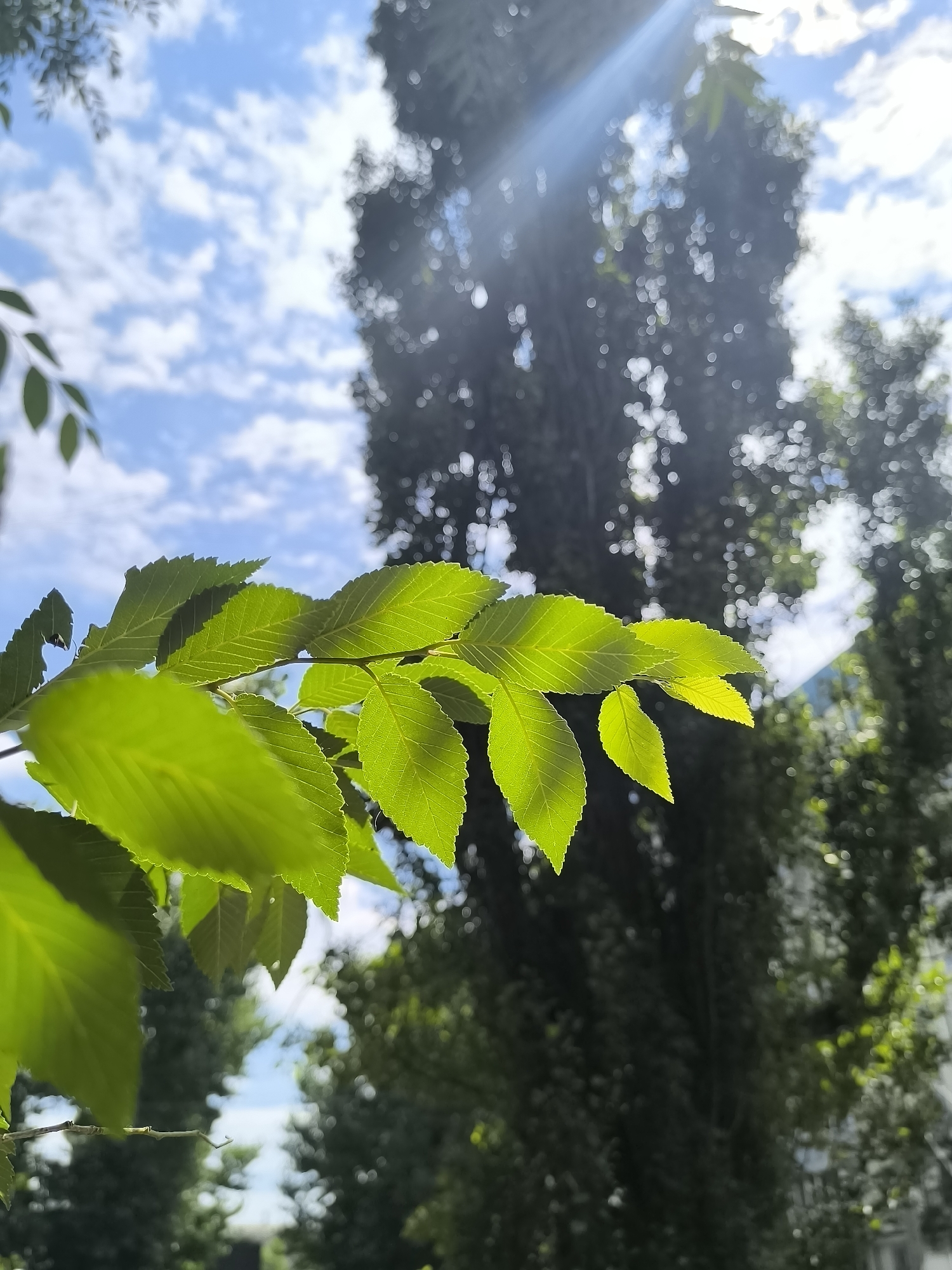 A low-angle, close-up shot captures a branch of vibrant green leaves in sharp focus, positioned in the foreground. The leaves are illuminated by bright sunlight, creating a translucent effect and highlighting their serrated edges and prominent veins. Behind the leaves, the background is a blur of deep green foliage from trees and a bright blue sky dotted with fluffy white clouds. A strong sunbeam cuts through the scene from the upper right, creating lens flare and adding a dramatic effect to the overall image. The overall impression is one of a bright, sunny day, likely in the late morning or early afternoon, given the intensity of the sunlight. The setting appears to be outdoors, possibly a park or garden, with lush greenery and clear skies. There is no visible text, people, or specific objects to identify beyond the natural elements. The mood is serene and natural, emphasizing the beauty of the leaves and the light.