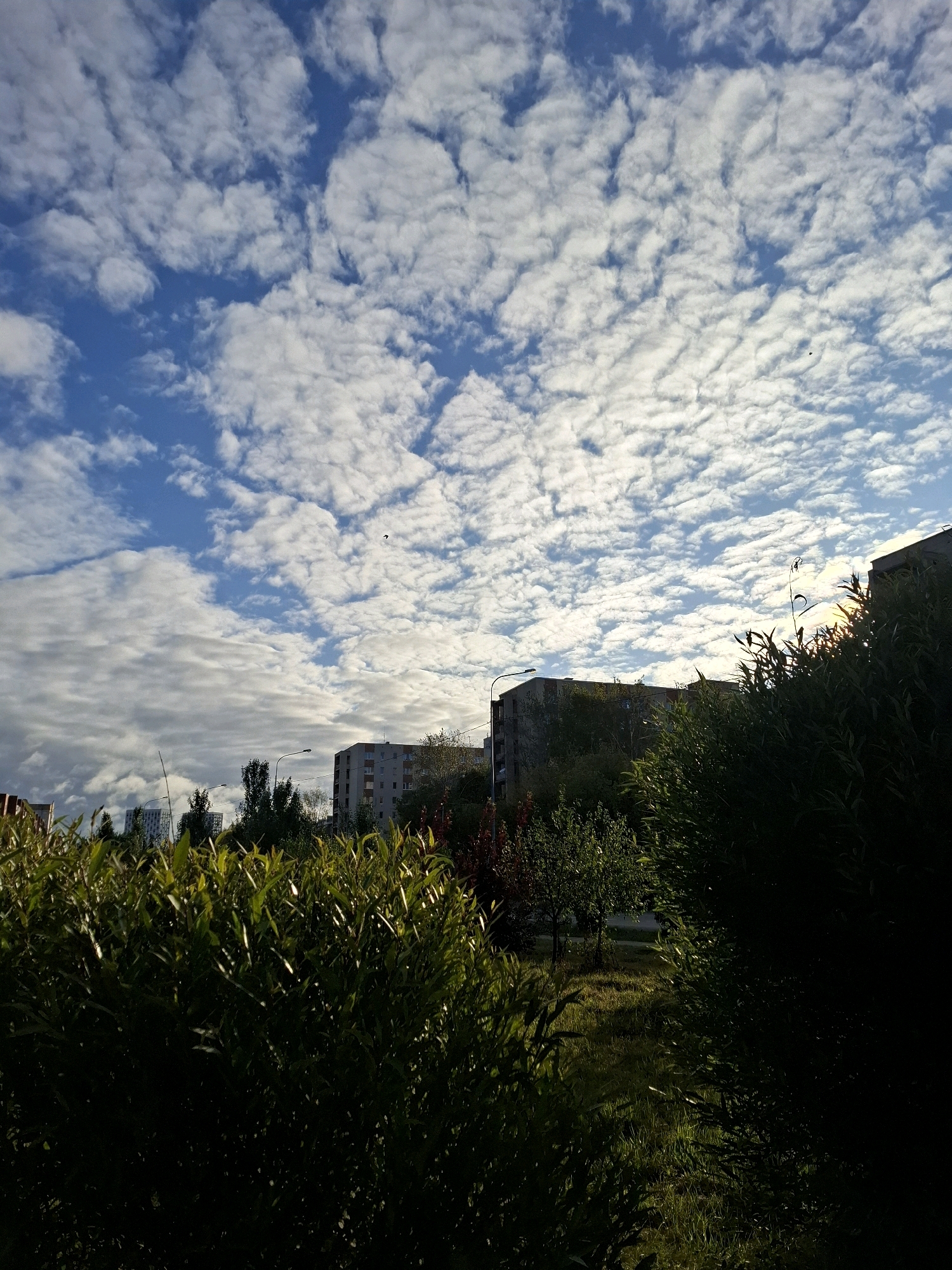 A view of a partly cloudy sky over a cityscape in Tyumen, Russia. The sky is a vibrant blue with scattered white clouds, some appearing to be cirrocumulus. In the foreground, dense green foliage obscures much of the lower part of the image. Behind the foliage, several apartment buildings are visible, characteristic of Soviet-era architecture. Streetlights and trees dot the landscape between the buildings. The overall impression is of an urban environment on a bright, slightly overcast day.