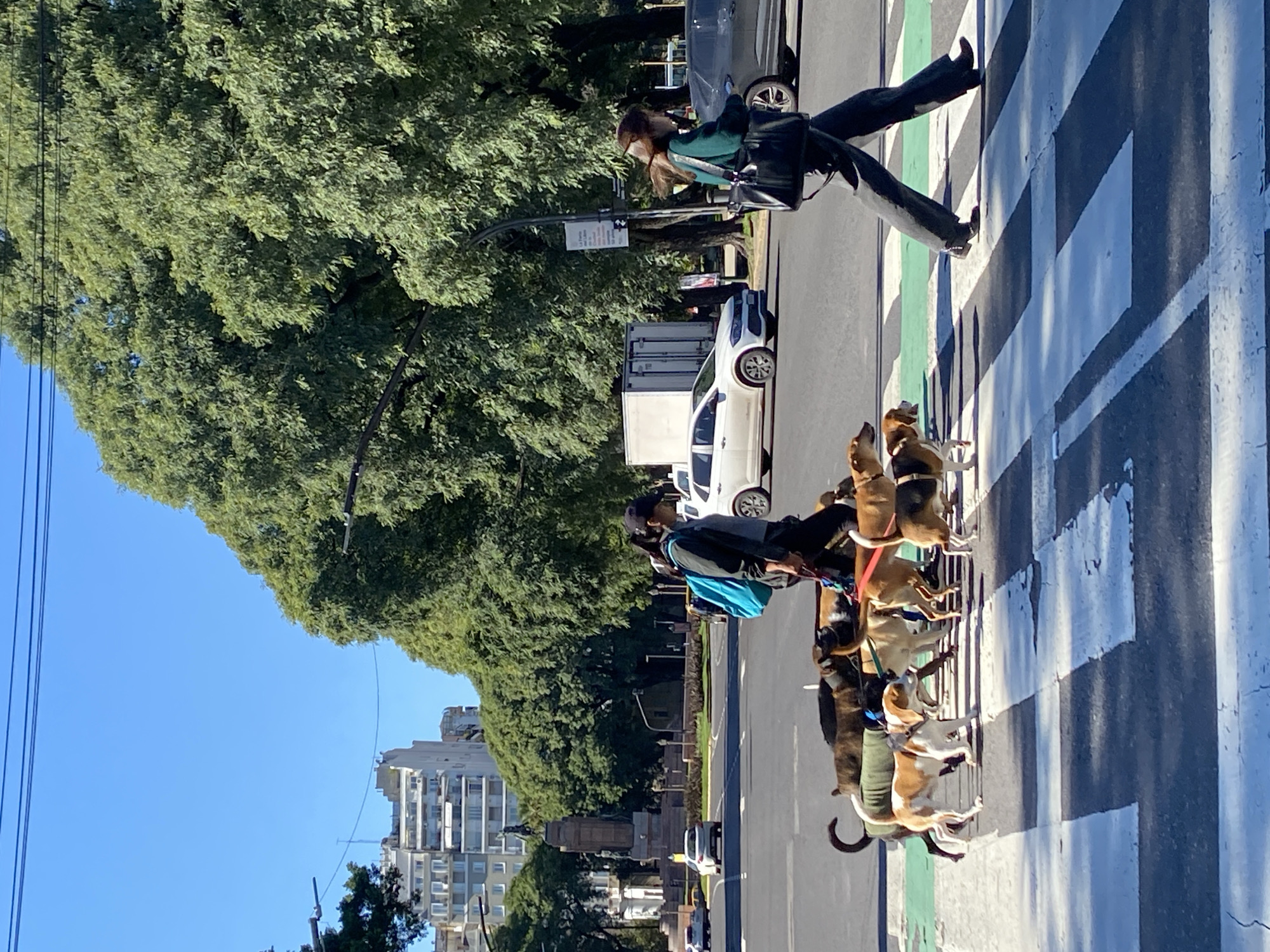 The image depicts a vibrant street scene in an urban environment, likely Buenos Aires, Argentina, under bright daylight. The primary subjects are two people and a group of dogs on a wide crosswalk.
On the right side of the frame, a person wearing dark pants, a green top, and a facial mask is captured mid-stride, walking across a white and green striped crosswalk. Their body is angled away from the viewer, moving towards the left side of the street.
Further to the left, another person, wearing a dark cap and a blue backpack, stands on the edge of the street, managing multiple dogs on leashes. This individual appears to be a professional dog walker, given the number of animals. There are at least six to seven medium-sized dogs of various breeds and colors (including tan, brown, and white) gathered patiently around the dog walker. Some dogs are looking ahead, while others seem to be looking up at the handler.
The background on the left is dominated by a lush canopy of green trees, suggesting a park or a tree-lined avenue. Beyond the trees, apartment buildings rise against a clear blue sky, with power lines visible across the upper left. Cars are present on the street, both parked and potentially moving. The distinct shadows cast by the subjects and trees indicate a sunny day, likely morning or early afternoon.
The crosswalk itself is prominent, featuring thick white stripes and a narrower green stripe, possibly indicating a bike lane. No discernible text is clearly visible on any signs or objects in the image. The overall scene portrays a typical daily activity in a bustling city, characterized by a calm yet active atmosphere.