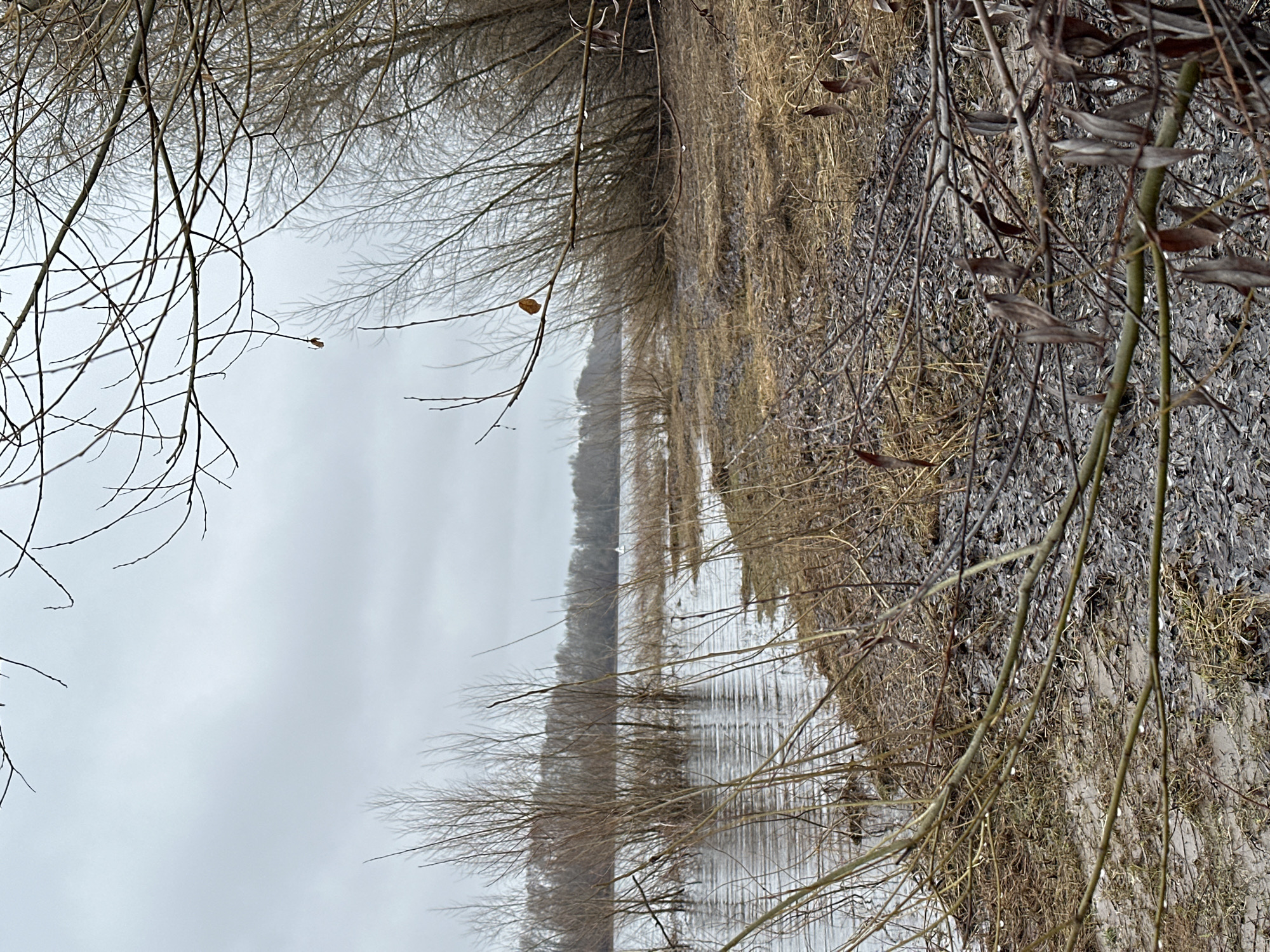 This photograph captures a serene, natural landscape, likely a river or large body of water, under an overcast sky. The scene is dominated by the muted tones of late autumn or winter.
The primary subjects are the bare branches and trunks of trees lining both sides of the water body. In the foreground, several intricate networks of thin, leafless branches hang down from above, partially framing the view. A single, small, brown leaf clings to one of these branches on the left, providing a subtle hint of color. The right bank is densely covered with dry, brownish grass, fallen leaves, and tangled twigs.
The water surface, occupying the center of the frame, is still and reflects the grey sky and the skeletal trees, creating a sense of depth and mirroring the stark beauty of the environment. On the far bank, a dense line of trees extends into the distance, their bare forms creating a subtle rhythm along the horizon.
No people or human activities are visible, emphasizing the untouched nature of the setting. The time of day appears to be daytime, but the heavy overcast sky suggests a lack of direct sunlight, contributing to the muted color palette and subdued atmosphere. The weather is likely cold, given the bare trees and dry vegetation, consistent with the implied climate of Chaikovsky, Russia. The overall mood is one of quiet solitude, tranquility, and perhaps a touch of melancholy. There is no visible text in the image.