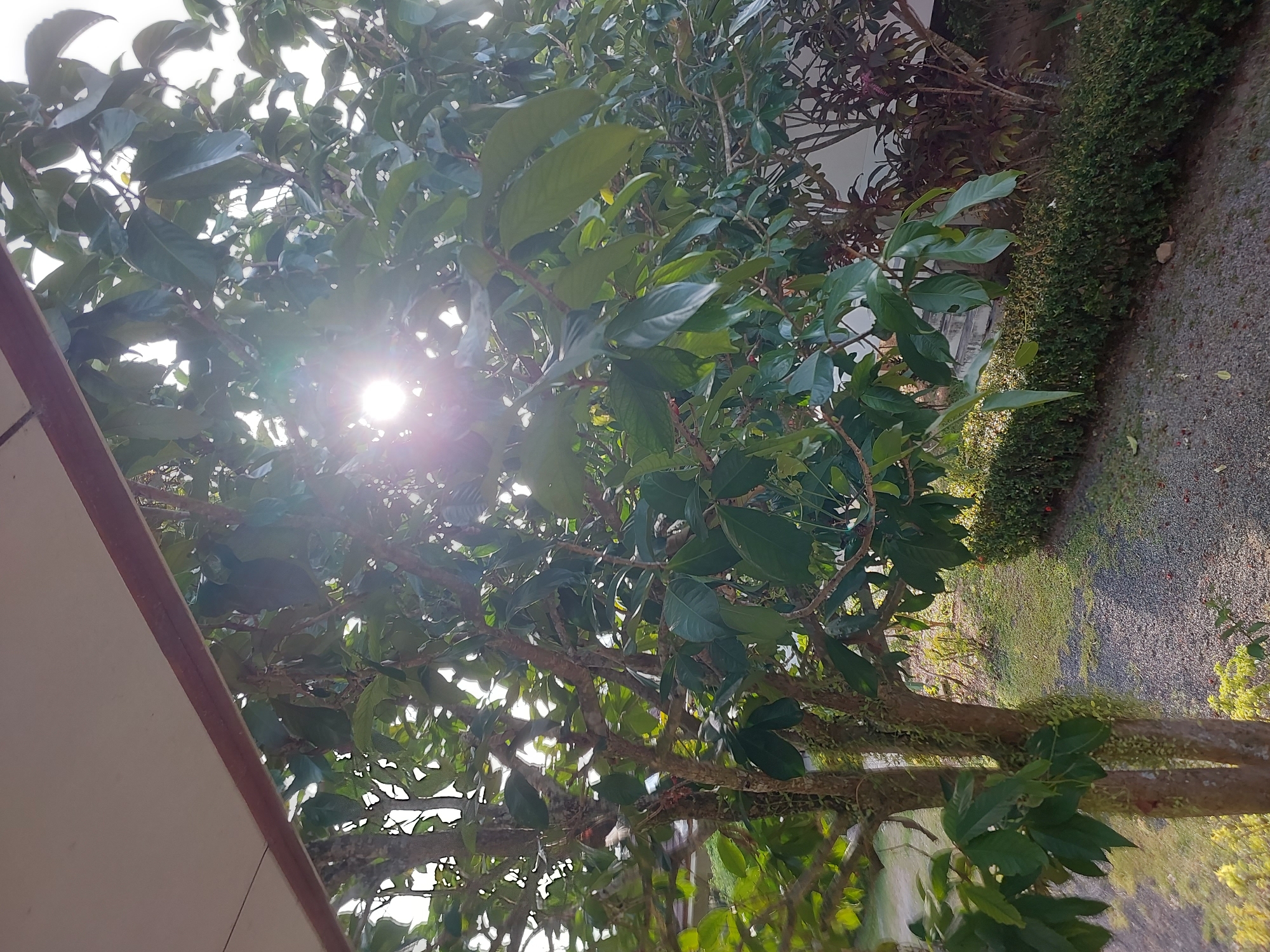 In Baan Mae Nam, Thailand, sunlight streams through the dense green foliage of a tree, casting a lens flare in the upper center of the frame. The tree's rough bark is visible, with some areas covered in mossy growth. The leaves are broad and dark green. Below the tree, a gravel path is visible, interspersed with scattered leaves. A manicured hedge runs along the edge of the path. In the background, parts of a building and other vegetation are discernible. The scene suggests an outdoor environment, possibly a garden or yard, under a bright, sunny sky.