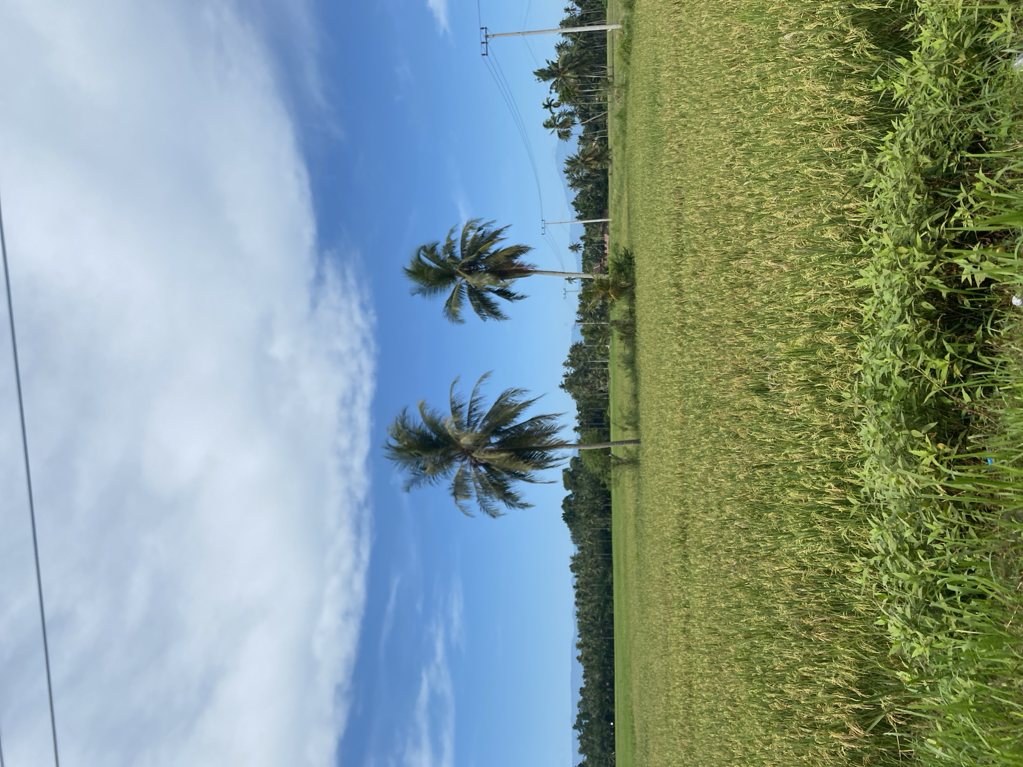 The image depicts a rural landscape in Kruengseupeng, Indonesia, featuring a rice field stretching towards a line of palm trees. The rice is a yellowish-green, indicating it may be nearing harvest. A strip of dense, lush vegetation borders the right edge of the field. In the foreground, there are two prominent coconut palm trees standing upright. Overhead power lines are visible on the left side of the frame. The sky is bright blue with scattered white clouds.