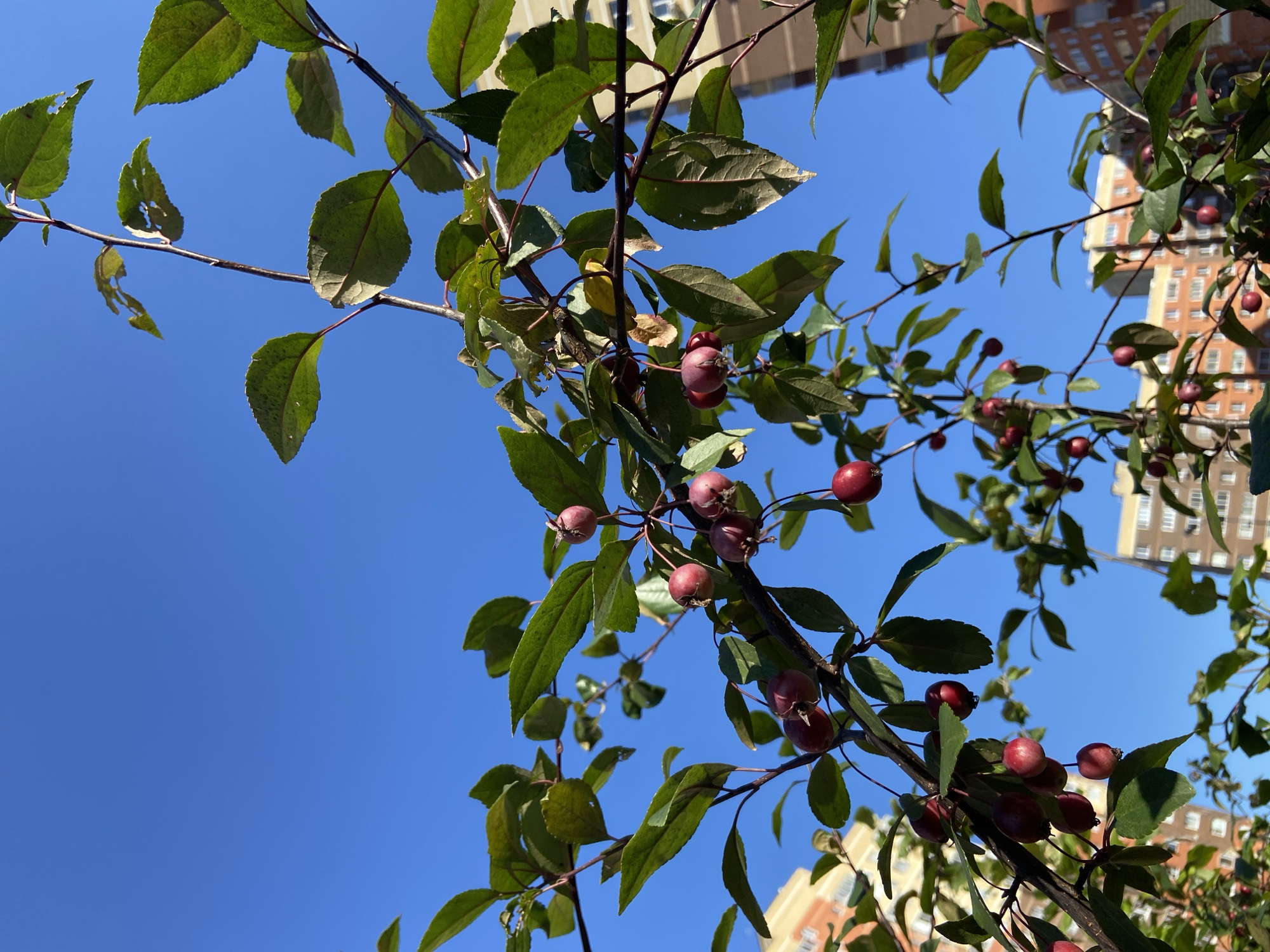 This is a medium shot, eye-level, outdoor photograph taken on a sunny day. The image is dominated by a clear, bright blue sky, which occupies the upper half of the frame. In the foreground and mid-ground, a tree branches out, displaying numerous small, round, red fruits and green leaves. The branches are thin and dark, with some of the leaves showing signs of damage or yellowing, suggesting it might be autumn. The fruits are clustered along the branches. In the background, blurred out, are the upper floors of several apartment buildings, appearing to be made of light-colored brick. The architectural style suggests they are located in Russia, possibly in the city of Balashikha given the prompt. There are no people or animals visible in the frame. The overall impression is a snapshot of nature's bounty against an urban backdrop.