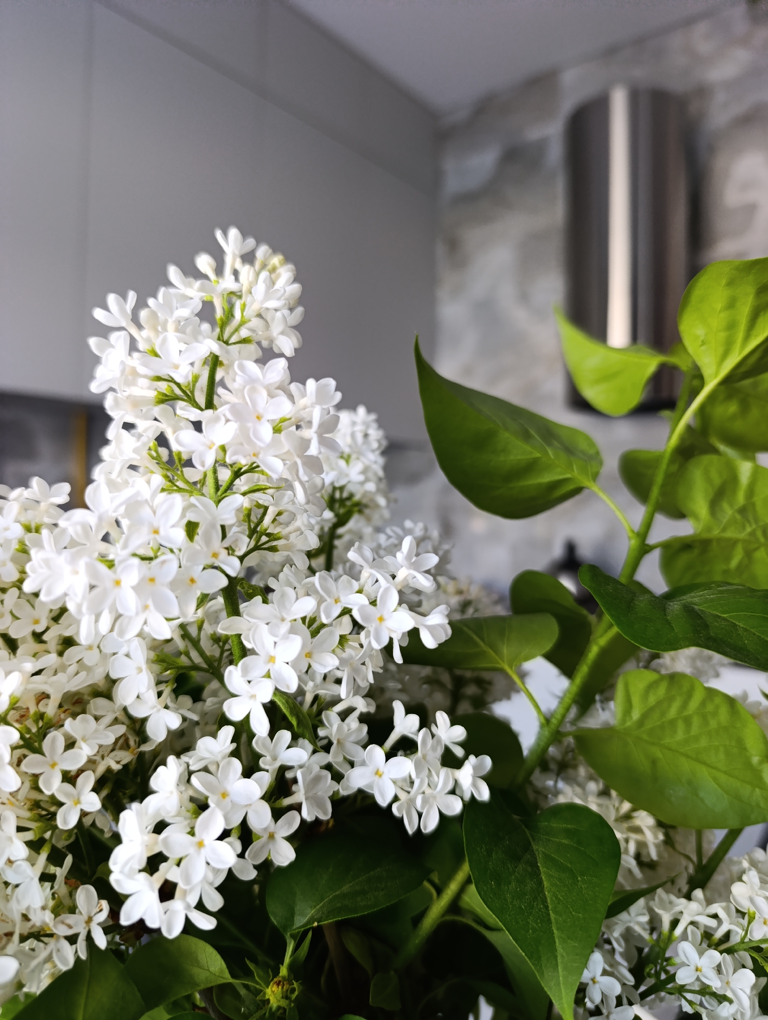A close-up shot of white lilac flowers with green leaves is set against a blurred background. The background appears to be an interior space with gray walls and a stainless-steel object. Based on the prompt's additional detail, the location is Chaikovsky, Russia.