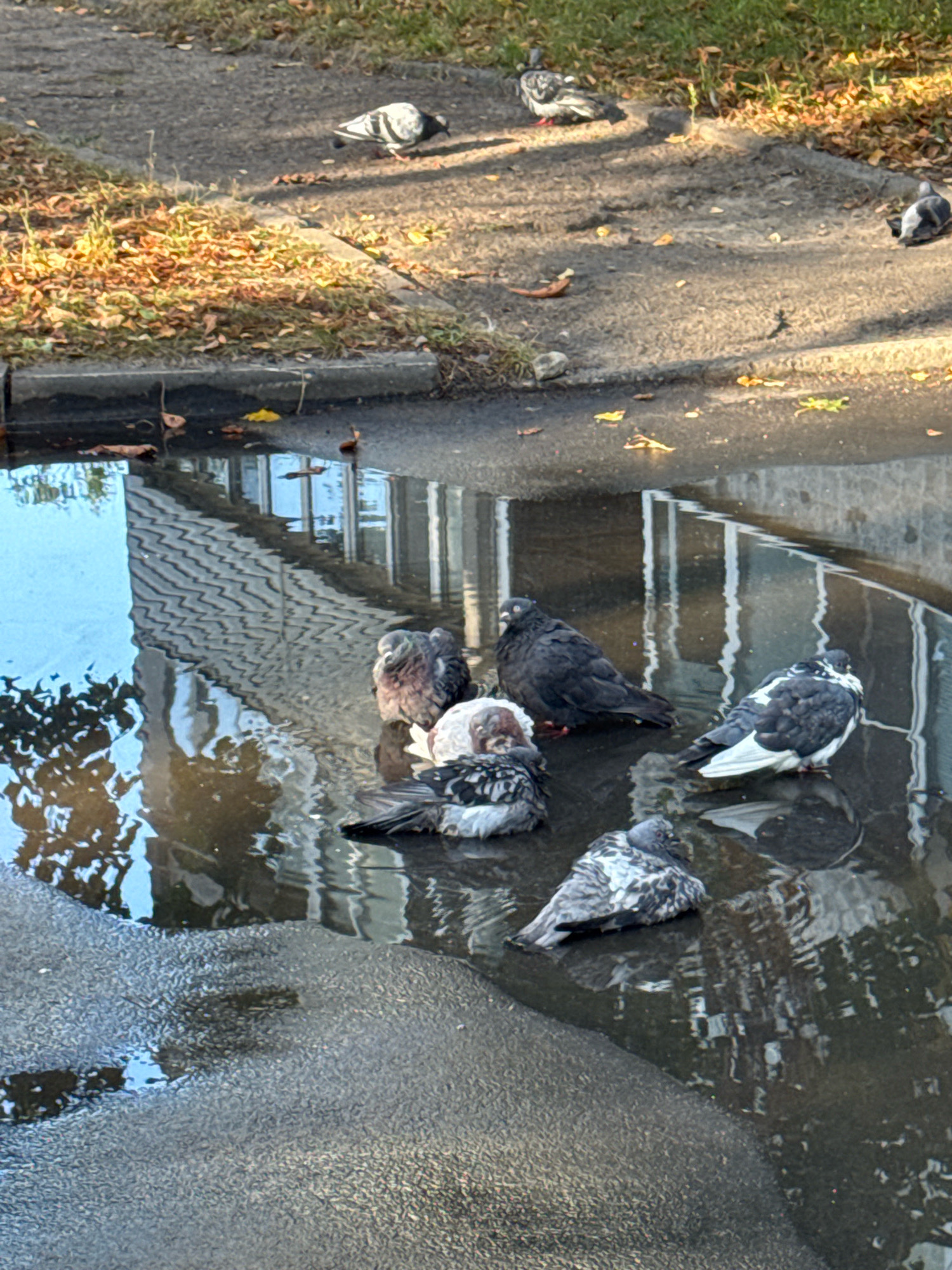 The image depicts a group of pigeons gathered in a puddle on a paved surface, likely a sidewalk or road, near a grassy area with fallen leaves. The pigeons are of varying colors, including black, white, and grey, with some appearing to be preening or resting in the water. Reflections of a building with a patterned facade and windows are visible in the puddle. The overall scene suggests an urban environment in Homyel, Belarus, possibly during autumn due to the presence of leaves.