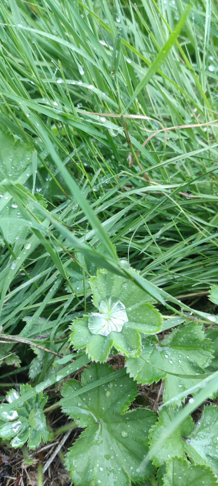 The image shows a close-up of wet green grass and leaves with visible water droplets on them. In the center, a single leaf, likely from a Lady's Mantle plant due to its distinctive shape, holds a large, clear droplet of water that refracts light, creating a starburst effect. The surrounding environment is lush with green vegetation, suggesting a natural outdoor setting. The overall impression is one of freshness and the aftermath of rain. The location is specified as Московский Ветеран Снт, Russia. There are no people or animals visible in the image.