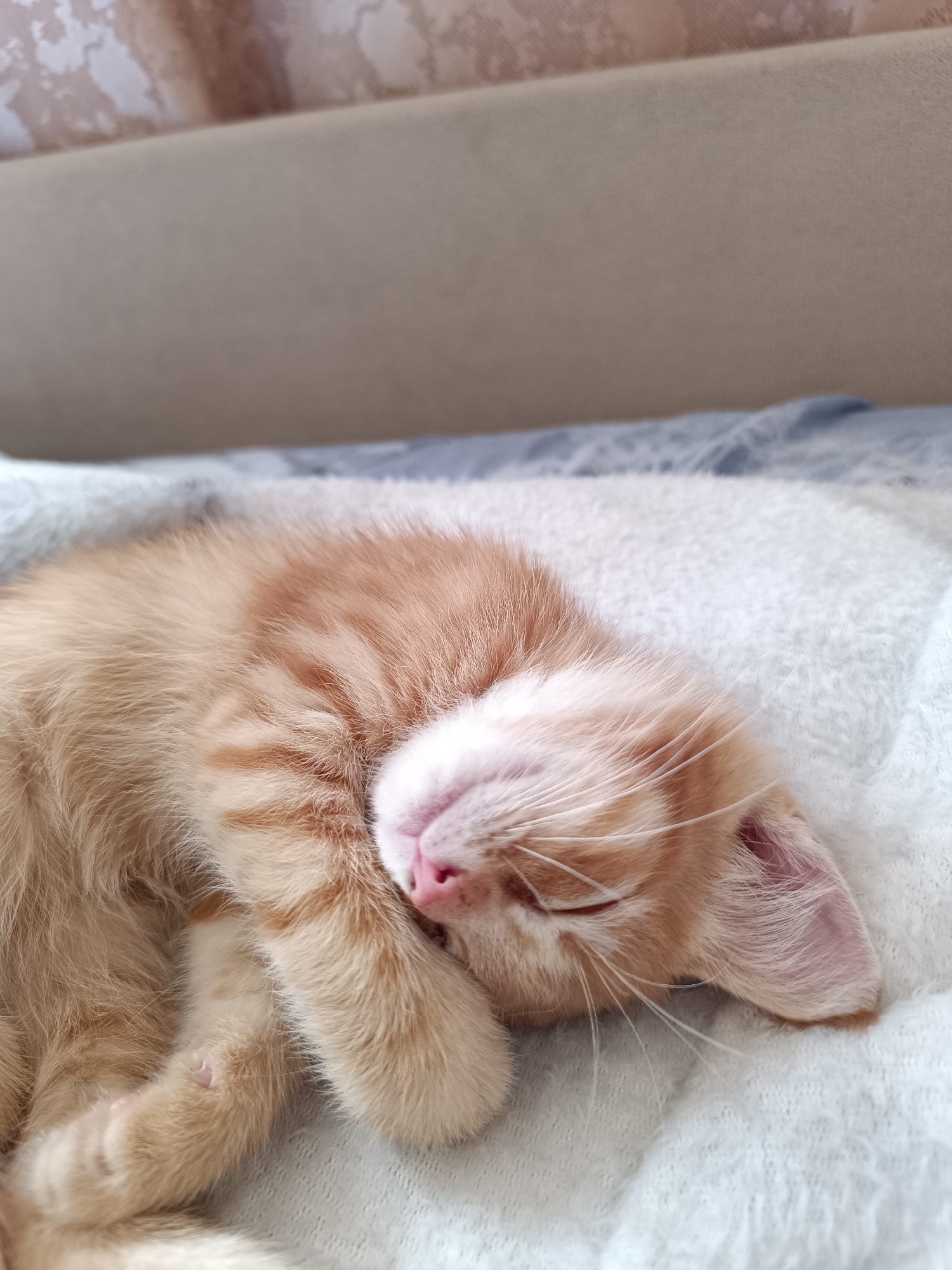 An orange tabby kitten is sleeping curled up on a white, fluffy surface. The kitten's eyes are closed, and its pink nose is visible. Its paws are tucked in close to its body. The background consists of a blurred blue and white patterned blanket and a hint of a light-colored surface above. The scene appears to be indoors, possibly in a home environment within the city of Zelenograd, Russia. No people or other animals are present.