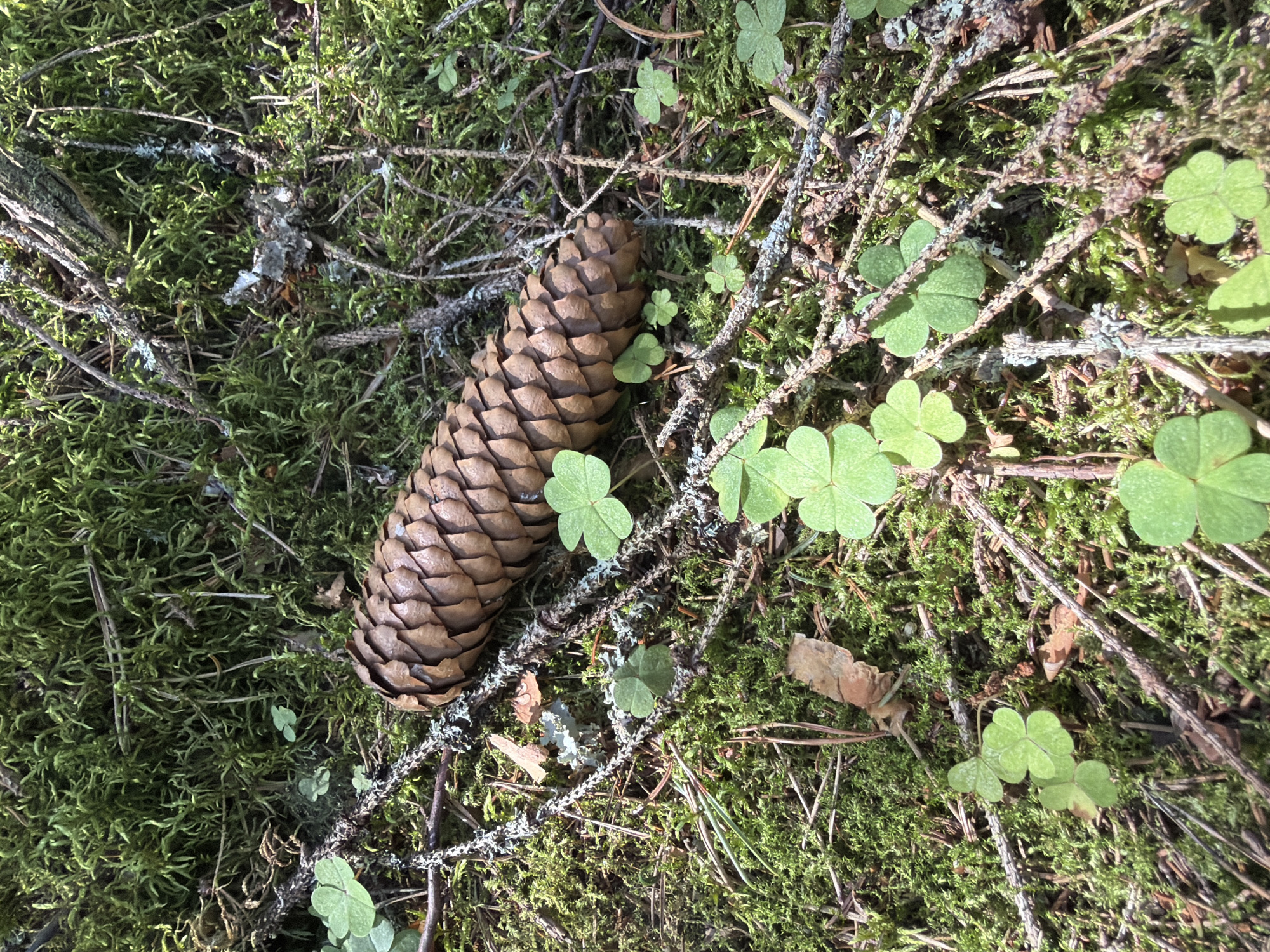The image shows a close-up view of the forest floor in Ушаки, Russia. The ground is covered in lush green moss, interspersed with fallen pine needles, small twigs, and pieces of bark. Several bright green shamrock leaves are scattered across the moss. A large, brown pine cone rests horizontally on a branch, its scales clearly defined. The scene is bathed in natural sunlight, creating a textured and detailed environment. There are no people or animals visible in the image.