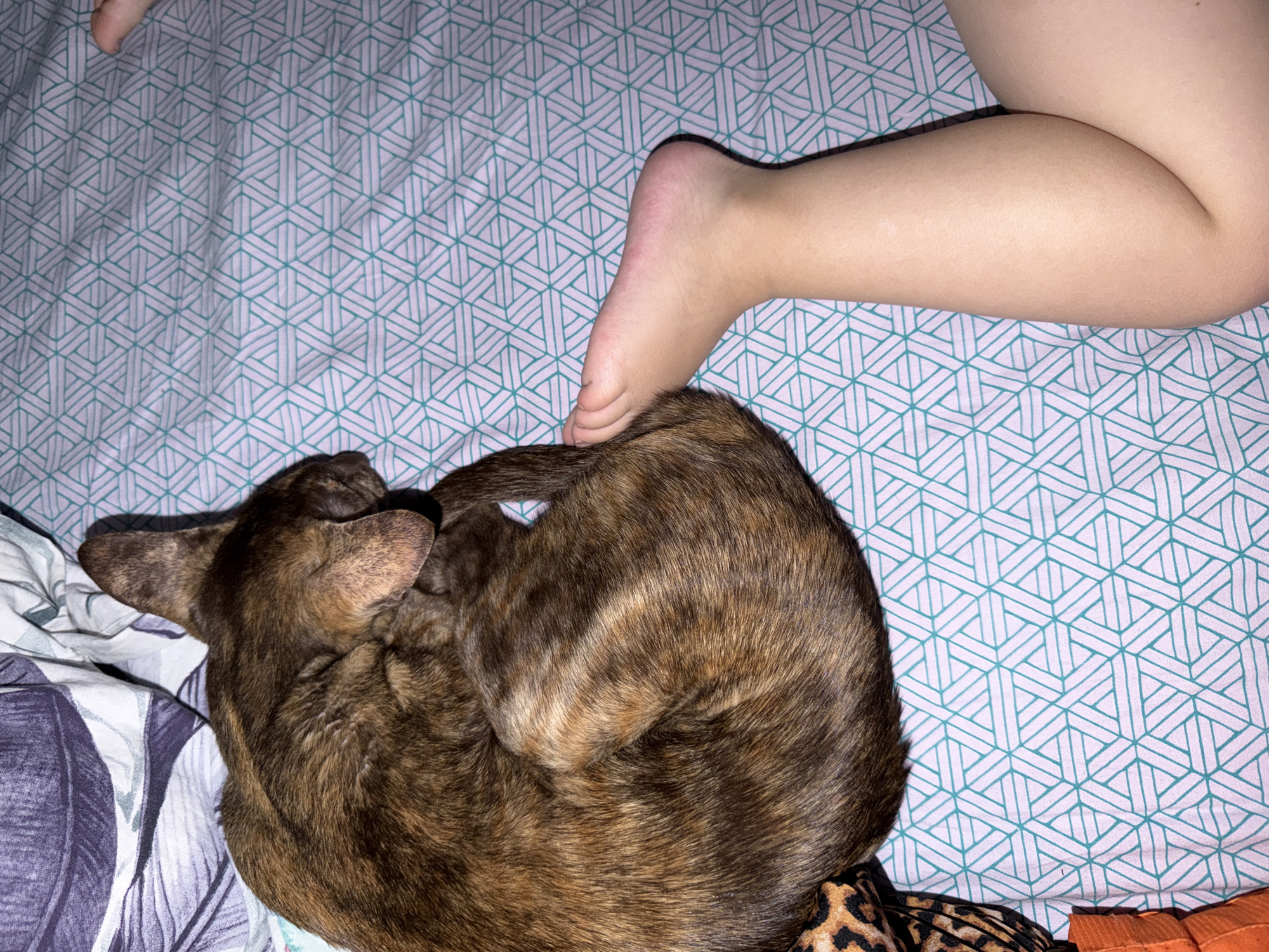 A close-up shot from an elevated position captures a scene on a bed with a light blue and white geometric patterned sheet. A child's bare foot rests lightly on a brindle-colored dog curled up in a tight ball. The dog's head is tucked inwards, with one ear visible. Part of the child's leg is visible above their foot. Other bedding materials with different patterns are visible on the left edge of the photo and at the bottom right edge. The location of the image is not indicated.