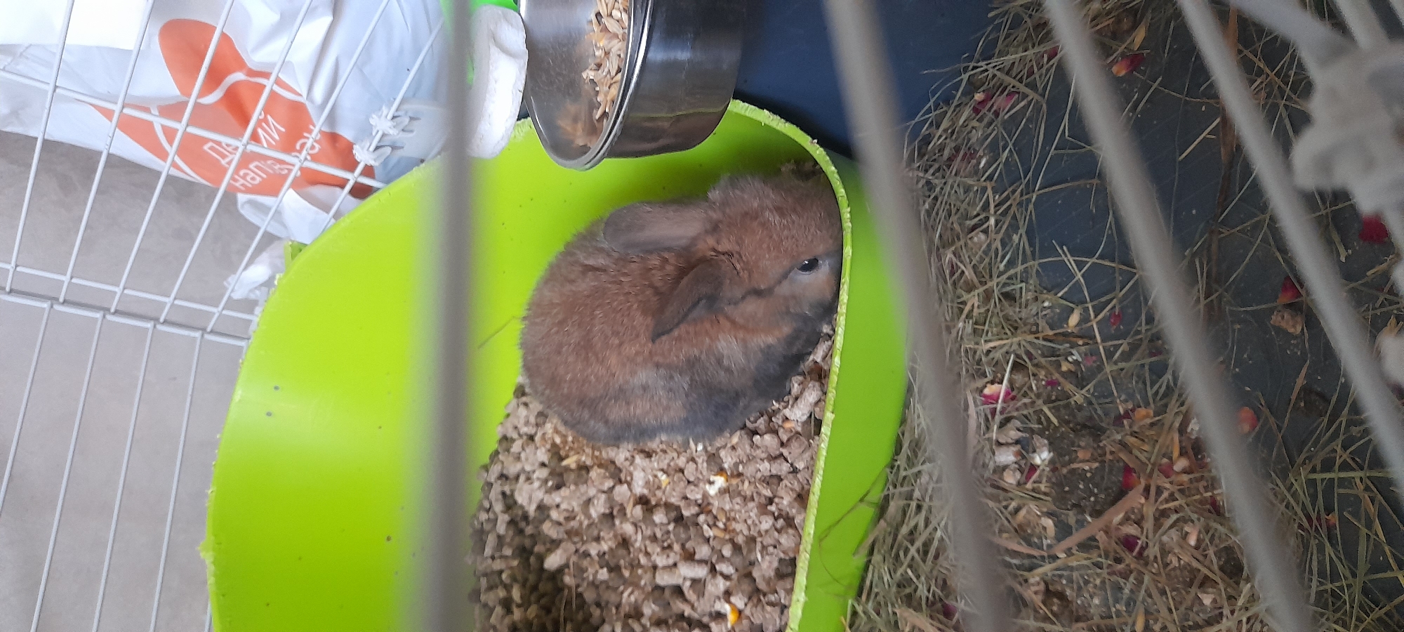 A brown bunny is nestled in a bright green food dish filled with kibble. The dish is situated in a cage with a wire grate. A metal food bowl is visible to the right of the bunny. Hay and a few red flower petals are on the cage floor below the food dish. In the background, behind the cage, a white plastic bag with an orange logo is visible.