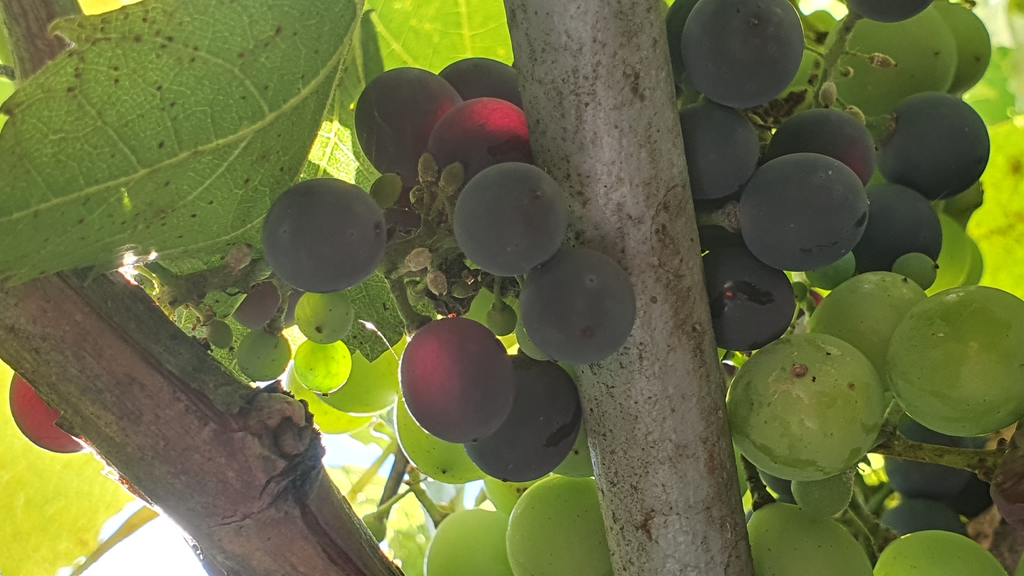 An outdoor, close-up, vertical shot shows a bunch of grapes hanging from a vine, with a light-colored support beam running horizontally across the lower half of the frame. The grapes are a mix of green and dark purple, with some appearing translucent and lit from behind. The vine itself is thick and brown, with green leaves visible above and around the grapes. The overall lighting suggests a sunny day. This image was taken in Ust-Labinsk, Russia.