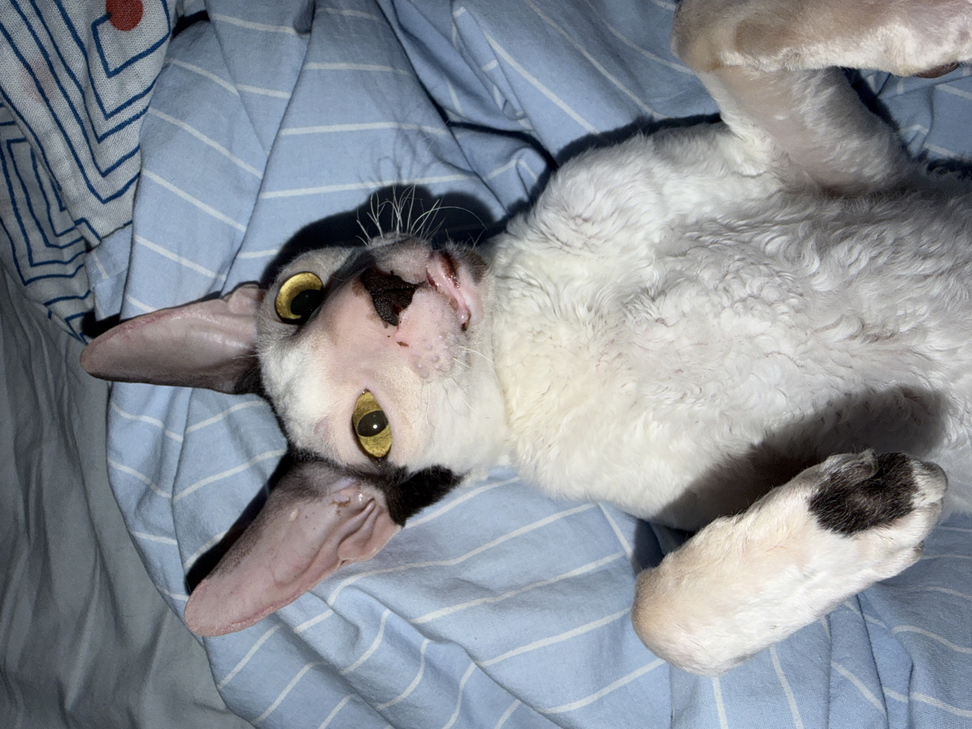 This media file shows a white and black Cornish Rex cat lying on its back on a blue and white striped blanket. The cat has large, distinctive ears and bright yellow eyes. Its fur appears curly and textured, typical of the breed. The cat's face is partially visible, with a black patch over its nose and eye area. One of its front paws, with a black marking, is resting on the blanket. The lighting suggests it might be indoors, possibly in a home environment. The scene is a close-up of the cat, highlighting its unique features and relaxed posture. There is no visible text in the image.