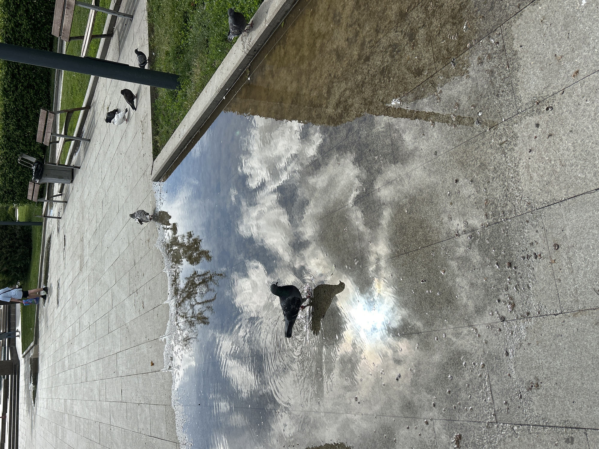 The image shows a city square or park scene in Unknown, Unknown. The perspective is slightly angled from above, looking down onto a paved area with a shallow pool of water reflecting the sky. Several pigeons are present; some standing on the pavement, others in the pool. Benches are visible near the grass. A person is also seen in the corner. The sun reflects off the surface of the water.