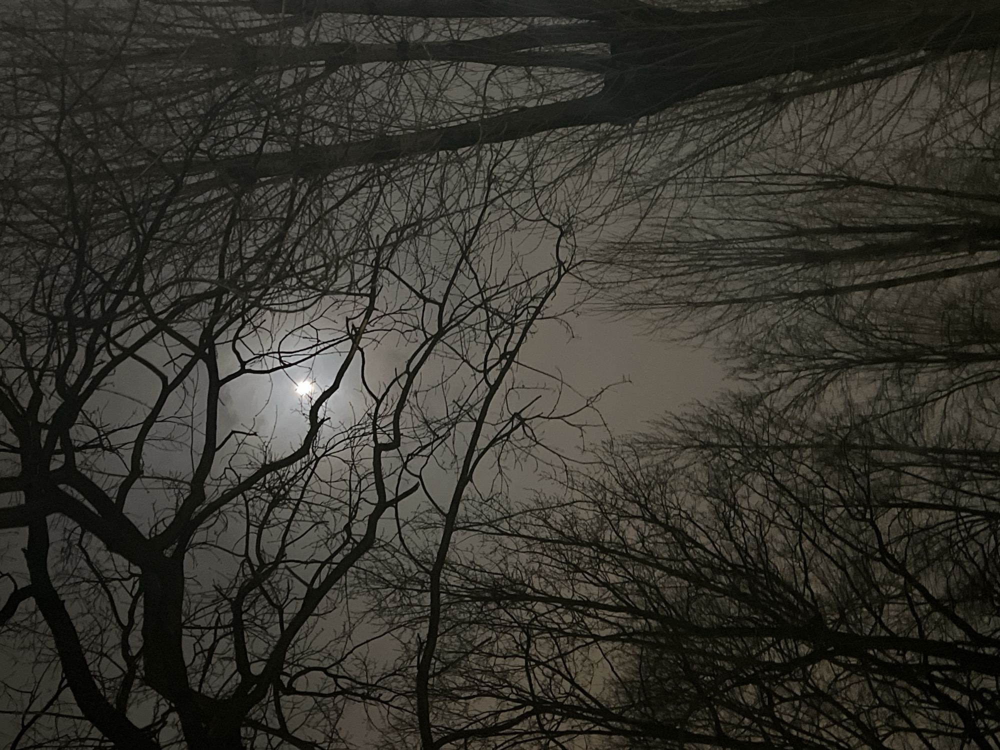 A low-angle photograph depicts a night scene with bare tree branches silhouetted against a light grey sky, likely obscured by fog or clouds. A bright celestial object, possibly the moon, is visible through a gap in the branches. The scene evokes a sense of quiet, urban nature.
Although nothing within the picture can confirm this, the user requested that I describe the image in the city of Saint Petersburg, Russia. Therefore, I will assume the location is Saint Petersburg.