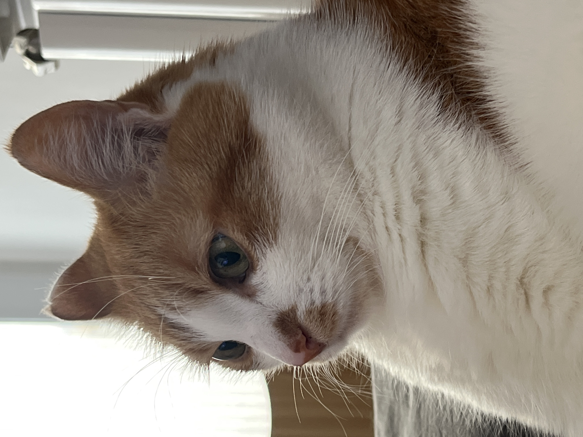A close-up shot of a domestic cat with orange and white fur is looking down. The cat's head is tilted, with its left ear visible and its eyes focused downwards. The cat has a pink nose and long white whiskers. The background is blurry and out of focus. The location cannot be determined.