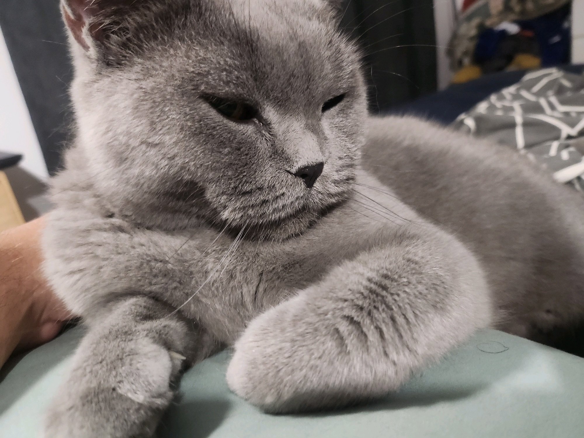 A close-up, medium-angle shot shows a fluffy, gray cat resting its head and paws on a light blue surface. The cat's eyes are partially closed, giving it a relaxed appearance. Its gray fur is thick and soft. The background is blurred, with hints of a dark wall on the left and bedding with a patterned design on the right. A human hand is visible on the left side of the image, gently resting on the cat's side. The scene appears to be indoors, possibly in a domestic setting in the city of Tsarevo, Bulgaria.