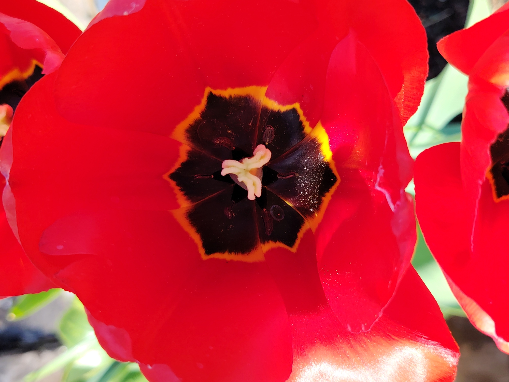 The image shows a close-up view of a bright red tulip flower. The flower's petals are fully open, revealing a dark, almost black, center with a yellow outline. In the very center of the flower, the stamen is visible. The petals appear to be slightly wet or shiny, possibly due to dew or sunlight reflecting off them. Part of another red tulip is seen on the left and right edges, suggesting it is part of a group of flowers. The background is blurry, with some green suggesting foliage. There is no indication of the location in the city of Chaikovsky, Russia. The scene is a botanical close-up, likely taken in a garden or outdoor setting. There are no people or actions visible in the image.
