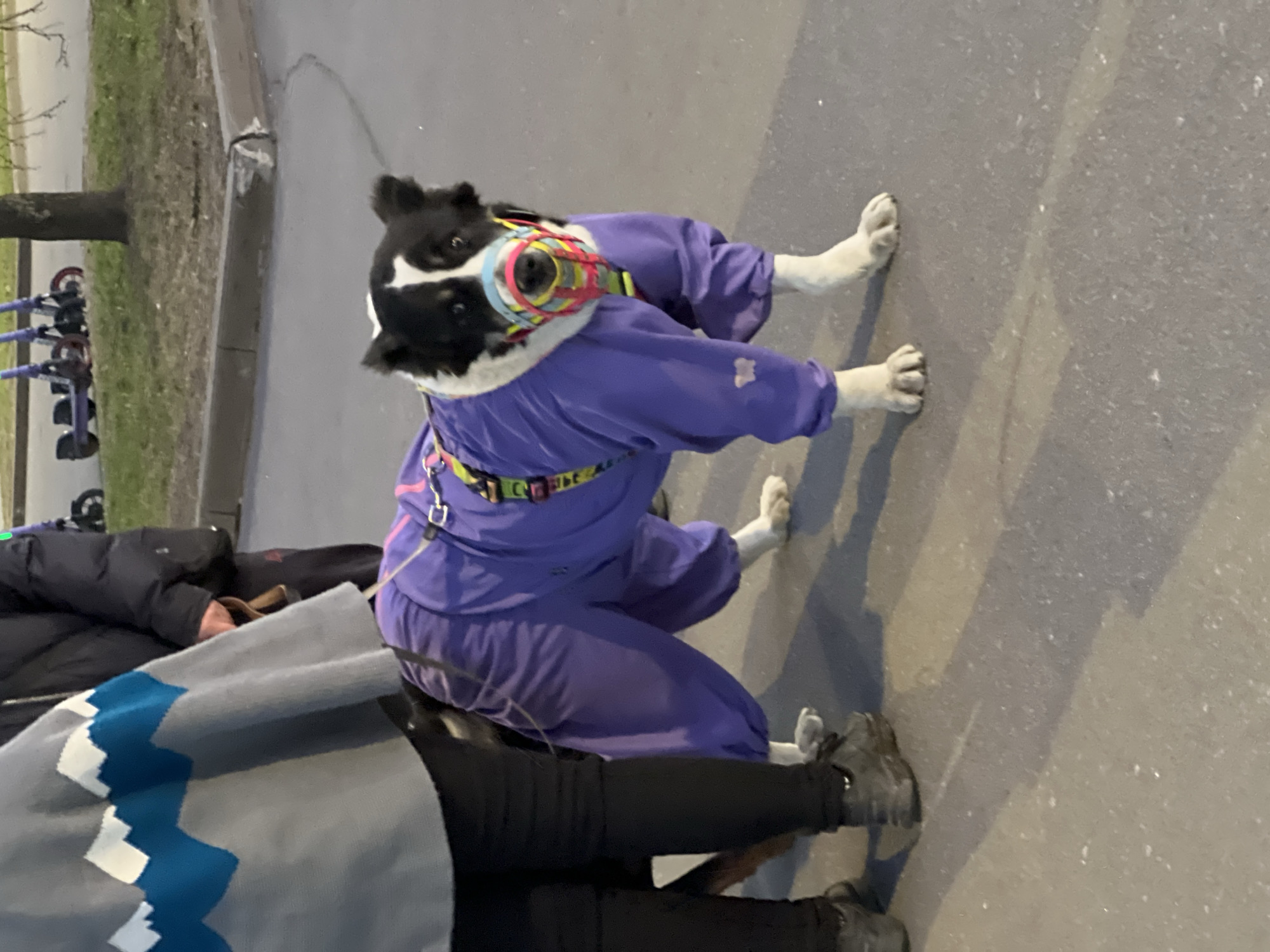 The image shows a dog wearing a purple suit and a multi-colored muzzle. The dog is on a leash held by a person who is wearing a gray sweater with a blue and white zig-zag pattern, black pants, and gray shoes. The scene appears to be on a sidewalk. In the background, there are trees, grass, and a row of blue scooters. Based on the architecture, vegetation, and scooters visible in the background, this appears to be in Saint Petersburg, Russia.