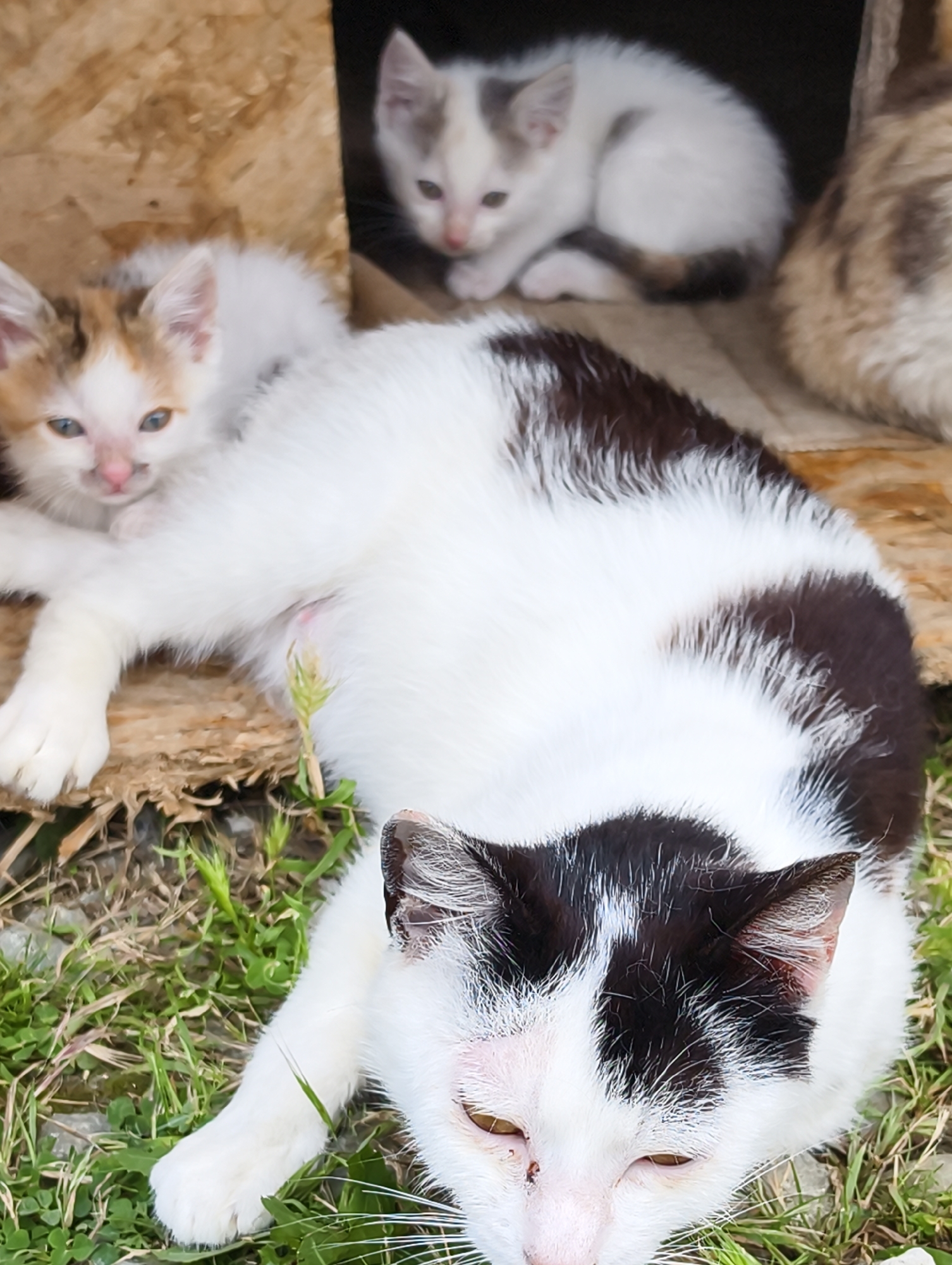 In Chaika, Ukraine, a close-up shot captures a family of cats resting outdoors. In the foreground, a black and white cat lies on its stomach, facing the viewer with its eyes partially closed and ears alert. To its left, a white cat with brown and grey markings reclines, with a young calico kitten nestled on its chest, its eyes open and looking forward. In the background, a white kitten with grey markings is visible, curled up inside a wooden structure. The cats are positioned on a surface of dry leaves and grass, with parts of a wooden shelter visible.
