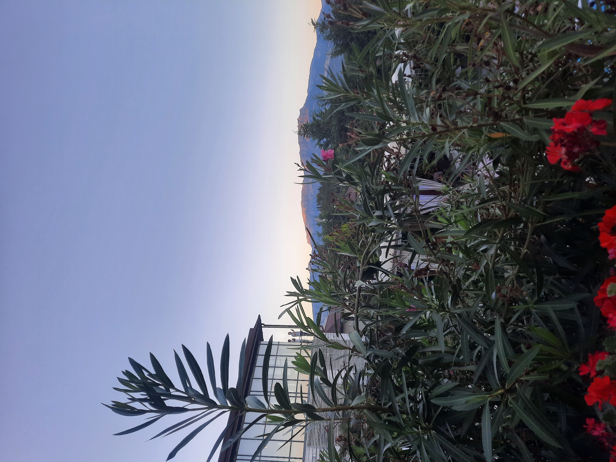 This is a vertical, eye-level, medium shot of a naturalistic outdoor scene at dusk. In the foreground, lush green foliage with some red flowers takes up the bottom half of the frame, obscuring much of the background. To the left, a building with large, reflective windows is partially visible, and two people stand on an elevated balcony. In the distance, a mountain range is silhouetted against a clear, pale blue sky. The lighting suggests late evening or early morning.