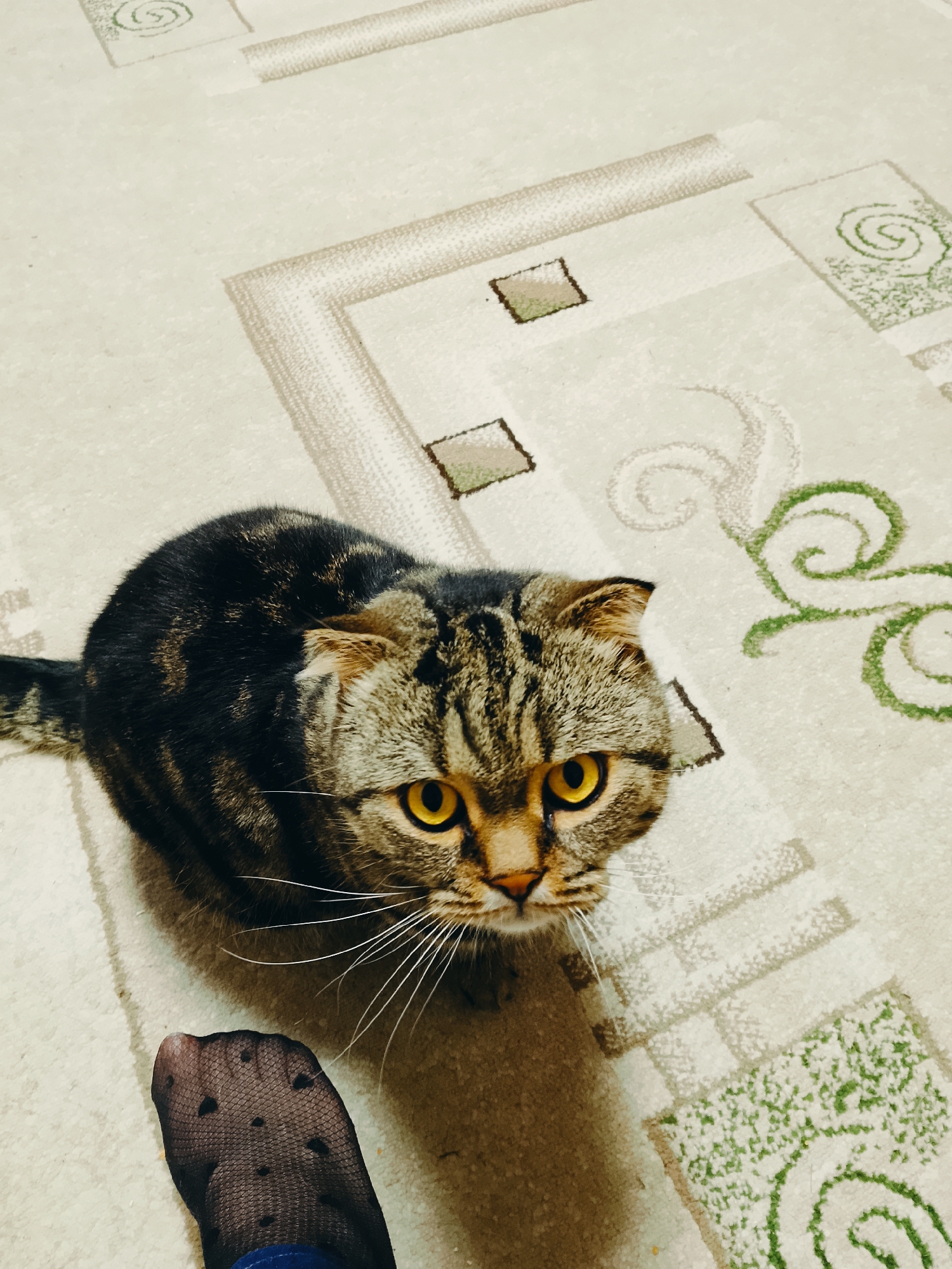 A tabby cat with yellow eyes sits on a cream-colored carpet with a geometric pattern. A person's foot, wearing black patterned pantyhose and blue jeans, is visible in the lower left corner. The scene takes place indoors in an unspecified location in Chaikovsky, Russia.