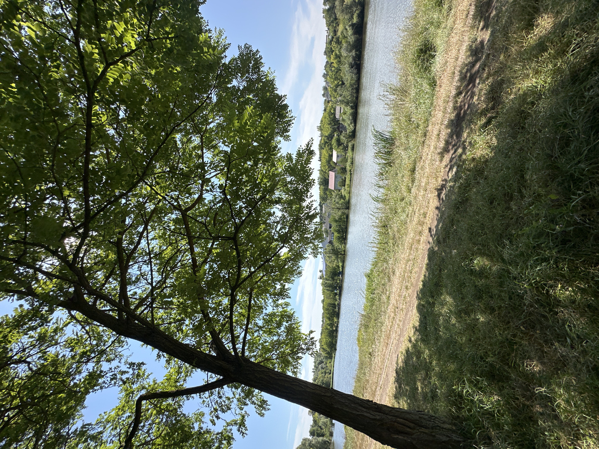 The image depicts a serene waterscape with a tree in the foreground, located in Makiv, Ukraine. A large tree with dense green foliage dominates the left side of the frame, its trunk angled towards the camera and its branches casting shadows on the ground. The tree is situated on a grassy bank, with a dirt path visible running along the edge of the water. Beyond the bank, a calm river stretches across the mid-ground, its surface shimmering under the sunlight. The opposite bank of the river is lined with a lush green forest, interspersed with houses and red-roofed buildings, suggesting a small village or settlement. The sky is a clear blue with scattered white clouds. The overall scene conveys a peaceful, natural environment in a rural setting.