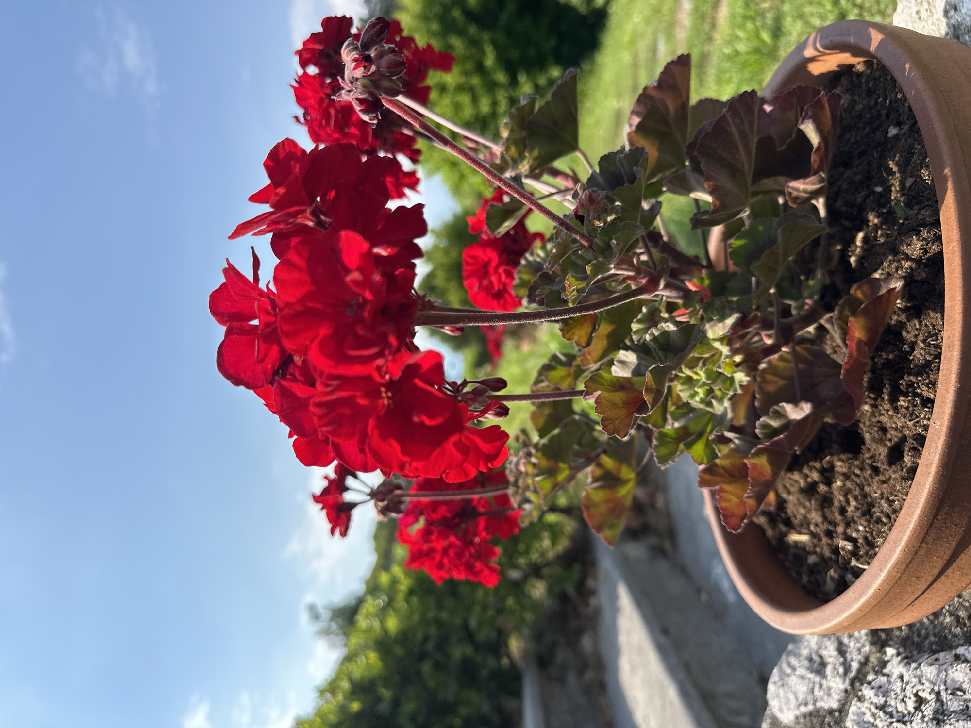 A close-up, vertically oriented shot captures a potted plant with bright red flowers and dark green leaves. The flowers are clustered in bloom, with some individual petals visible and others still in bud. The leaves are textured and have a reddish hue at the edges, suggesting they are likely geraniums. The plant sits in a brown terracotta pot filled with dark soil. The pot rests on a textured stone surface, with a lighter gray stone or concrete structure visible in the foreground, running diagonally across the bottom right of the frame.
In the background, out of focus, is a vibrant green lawn and lush green foliage, indicating an outdoor setting. The sky above is a clear, bright blue with a few wispy white clouds, suggesting it is daytime. The lighting suggests it might be late afternoon, with the sun casting a warm glow. The overall mood is peaceful and serene, highlighting the natural beauty of the plant and its surroundings. There is no visible text in the image. The location context is Conegliano, Italy.