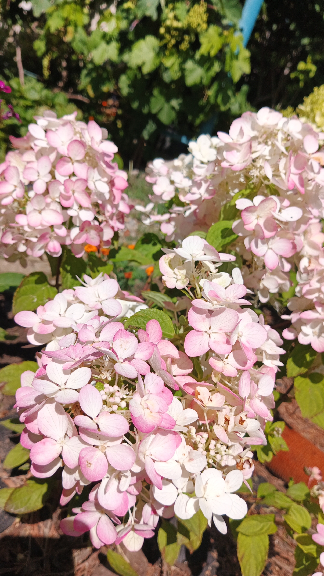 A close-up, vertical shot showcases clusters of light pink and white hydrangea flowers in bloom. The hydrangeas are in focus in the foreground, with their delicate petals tinged with pink, especially on the edges. Some of the flowers are pure white, while others have a gradient from white to pink. In the background, out of focus, are green leaves and branches of plants, suggesting an outdoor garden setting. There is a hint of sunlight casting shadows, indicating it is daytime. The image appears to be taken in Kryvyi Rih, Ukraine, portraying a natural scene. No people or specific urban landmarks are visible.